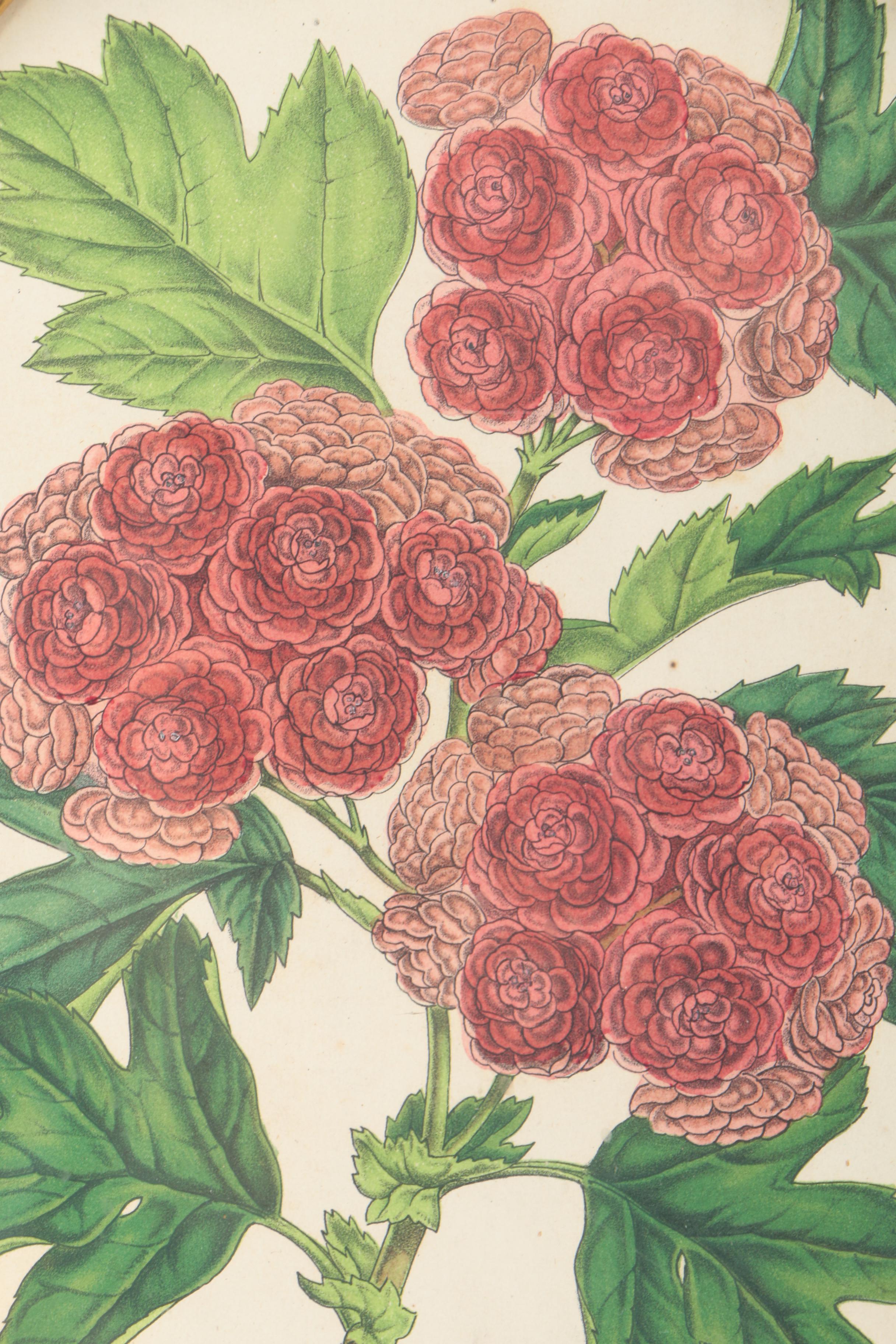 Three Botanical Prints of Pink Flowers