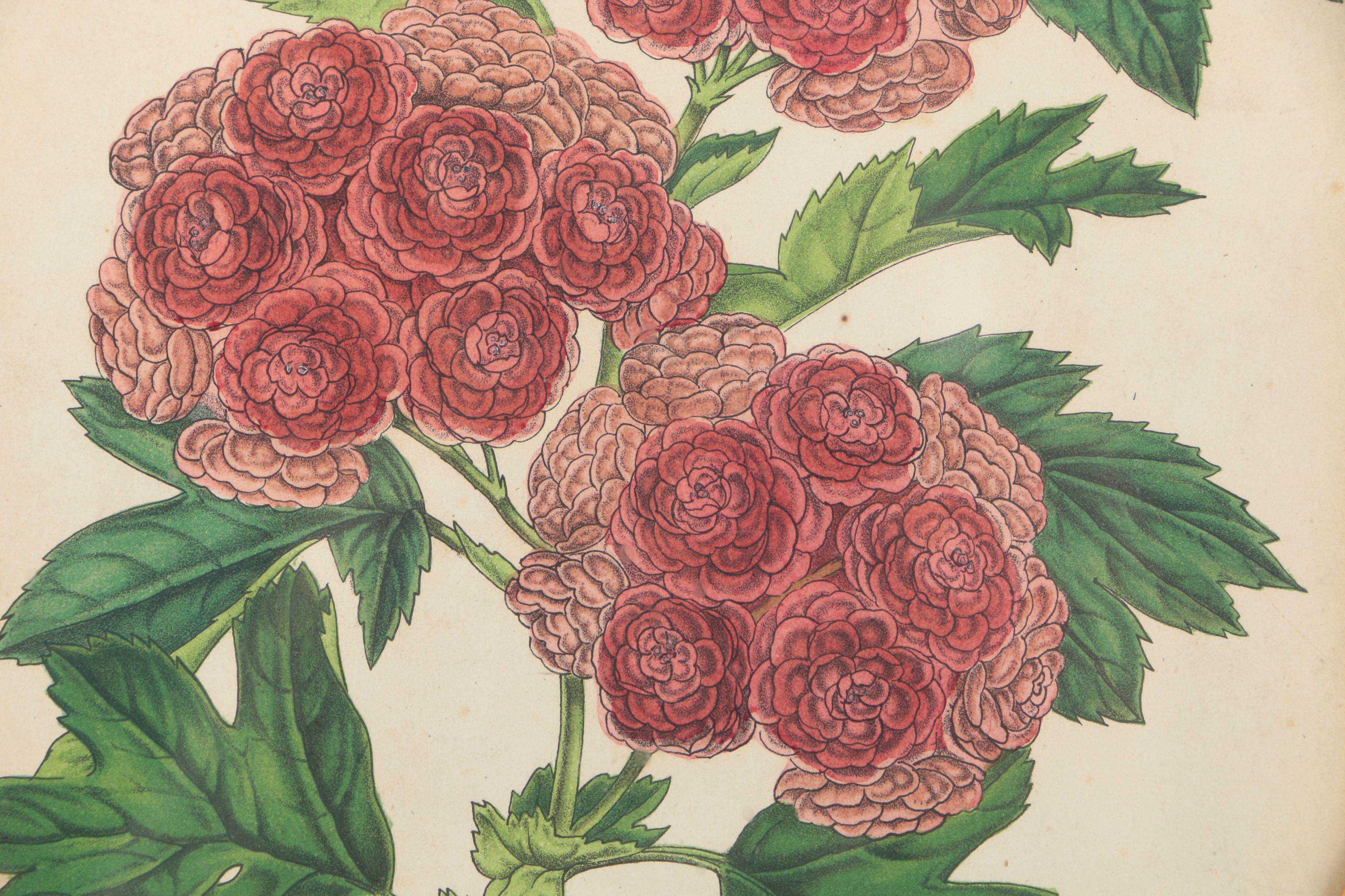 Three Botanical Prints of Pink Flowers