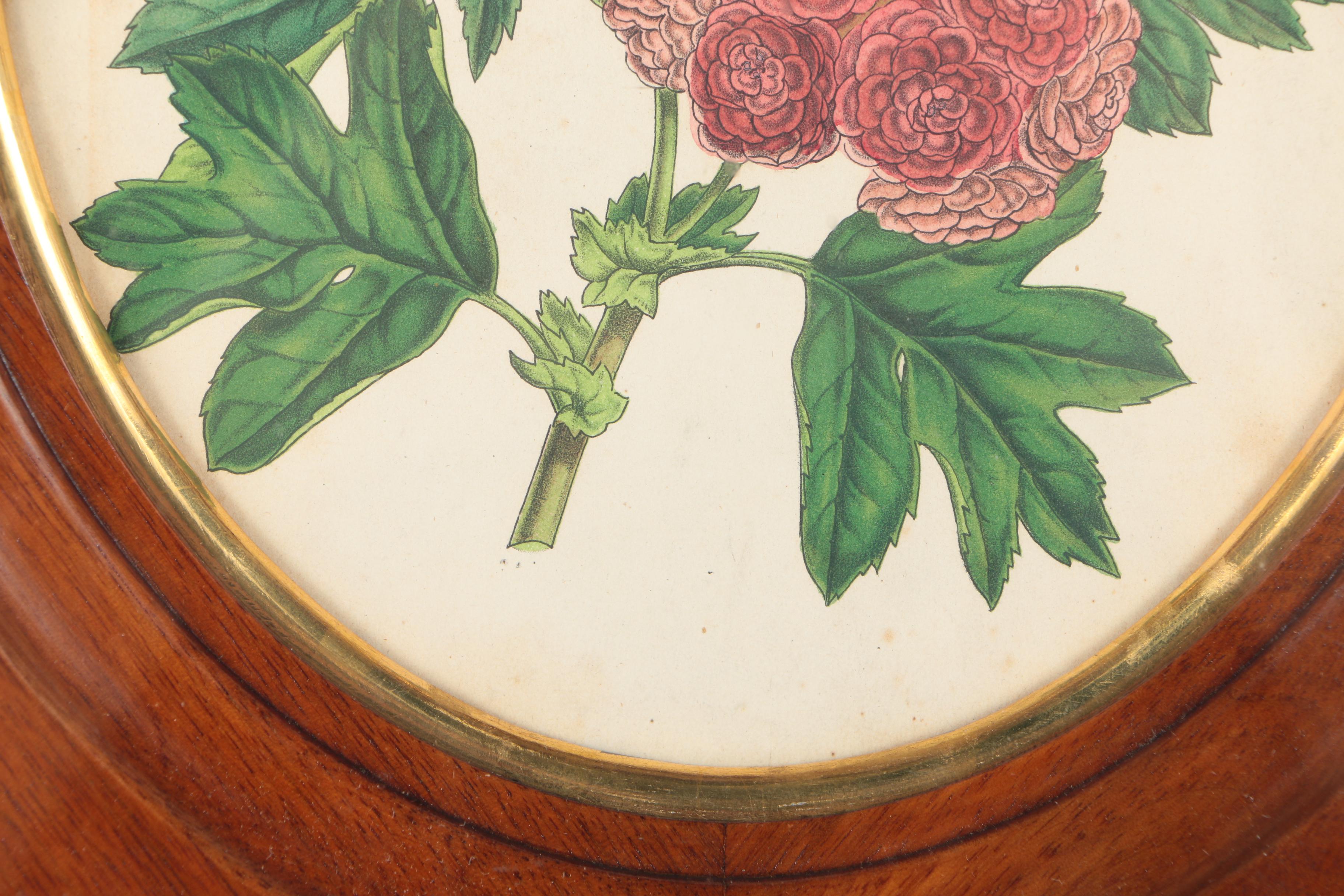 Three Botanical Prints of Pink Flowers