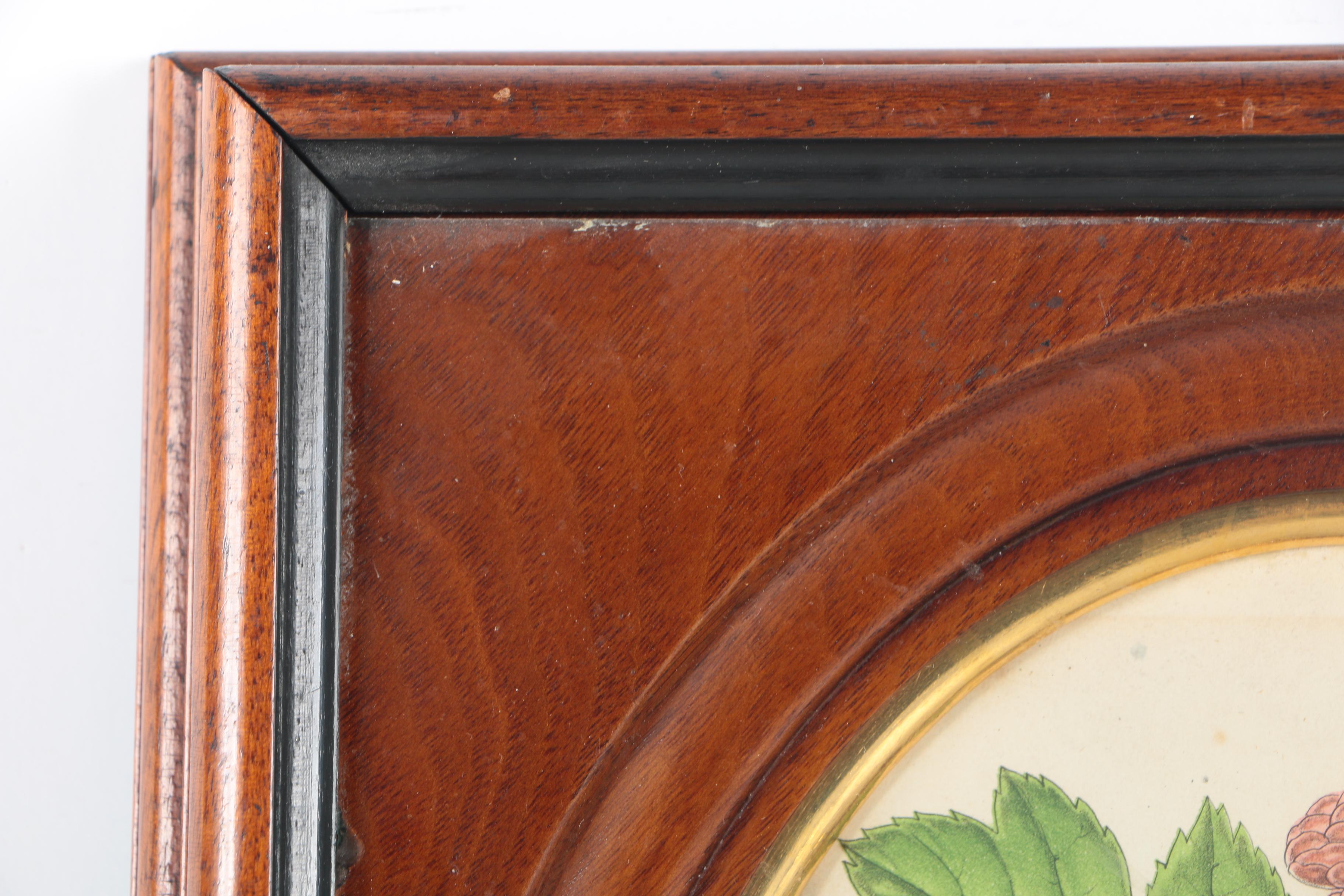 Three Botanical Prints of Pink Flowers