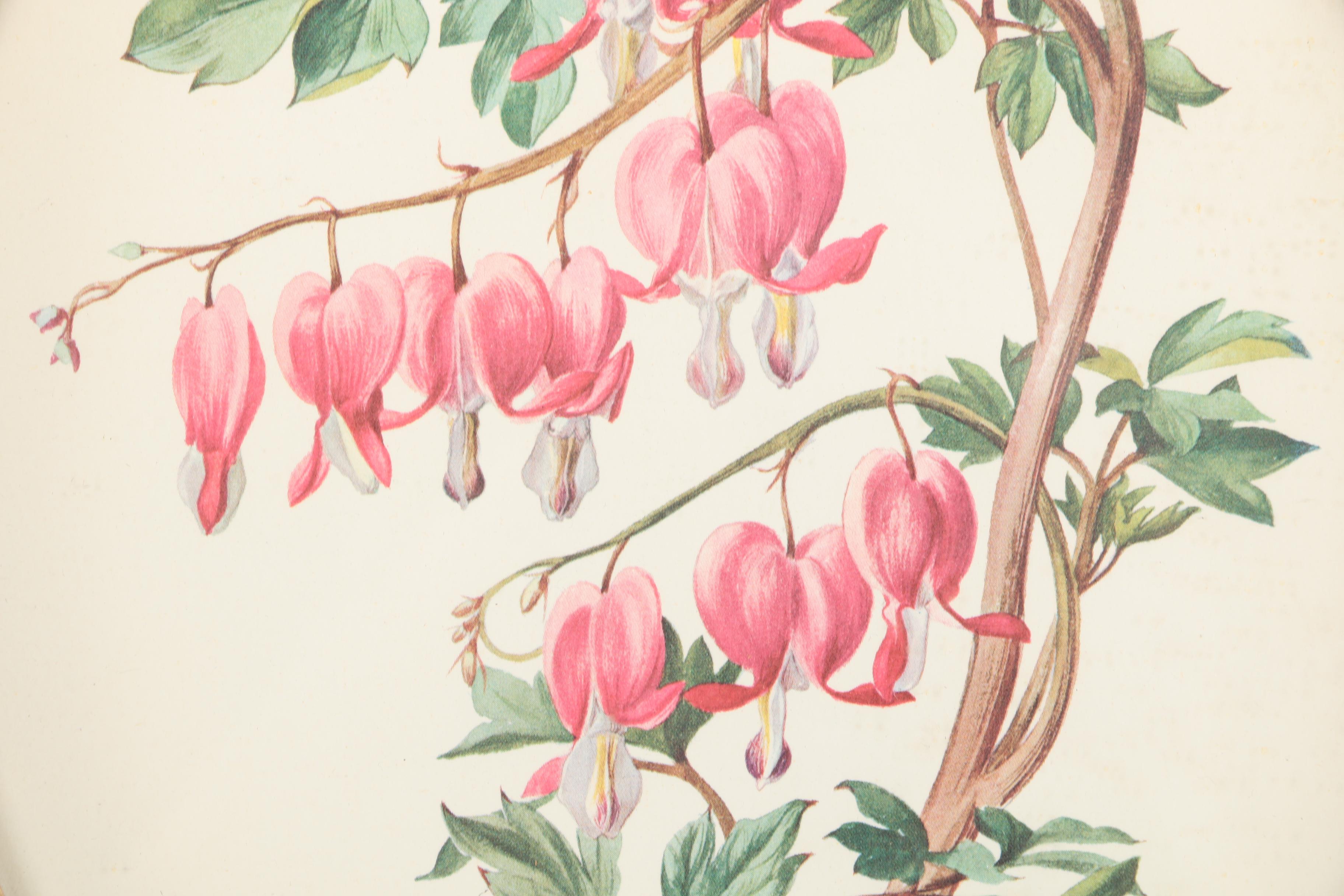 Three Botanical Prints of Pink Flowers