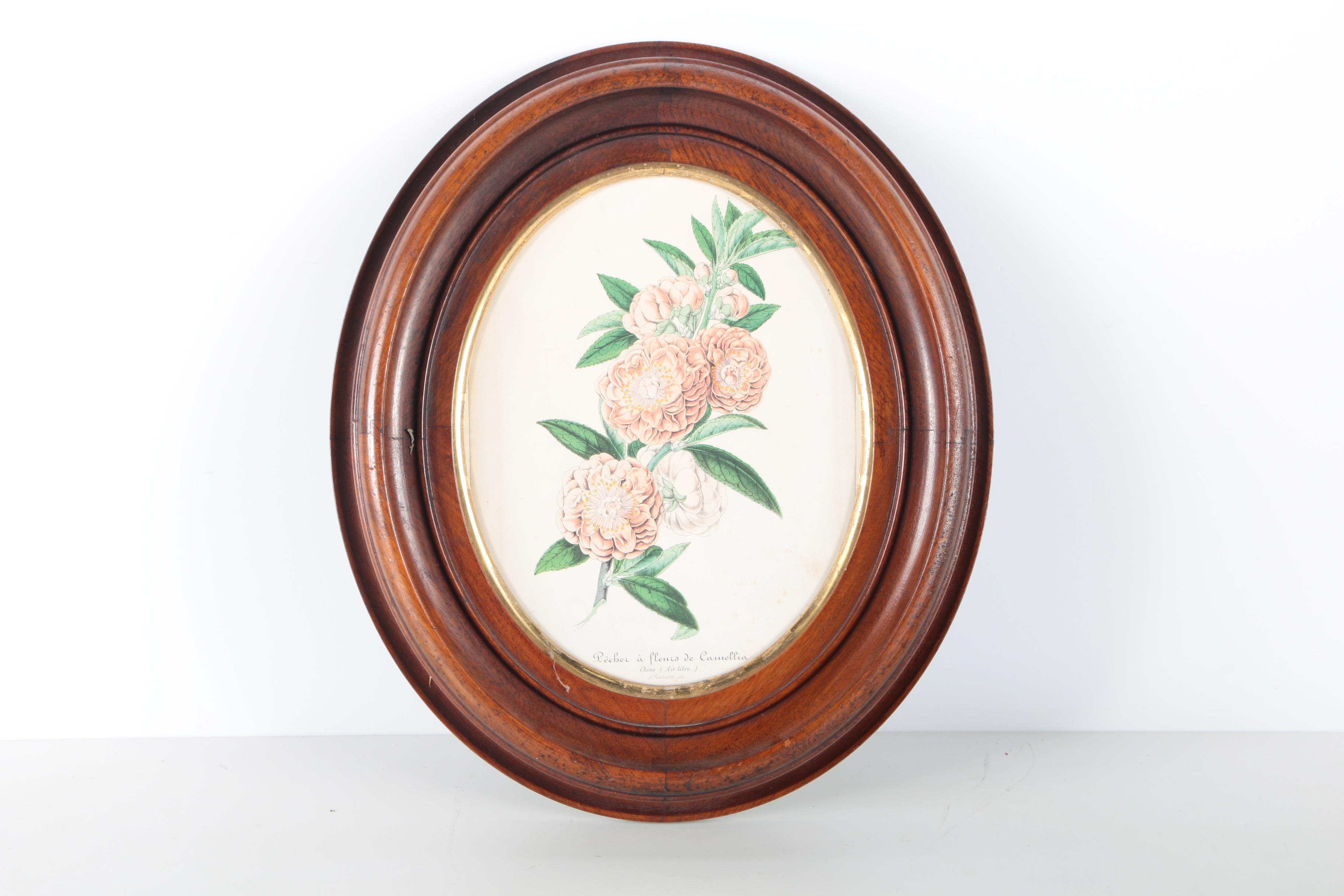 Three Botanical Prints of Pink Flowers