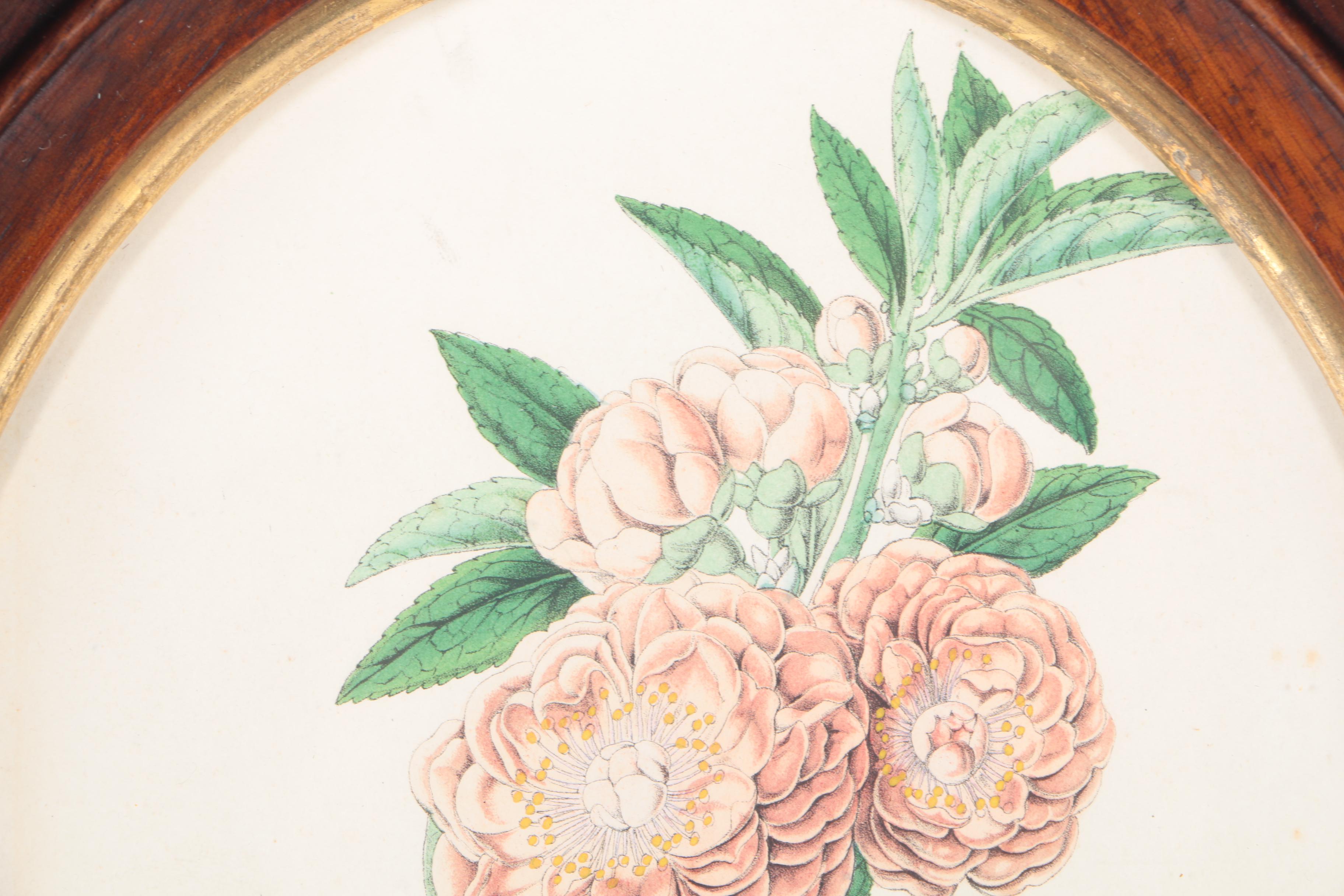 Three Botanical Prints of Pink Flowers