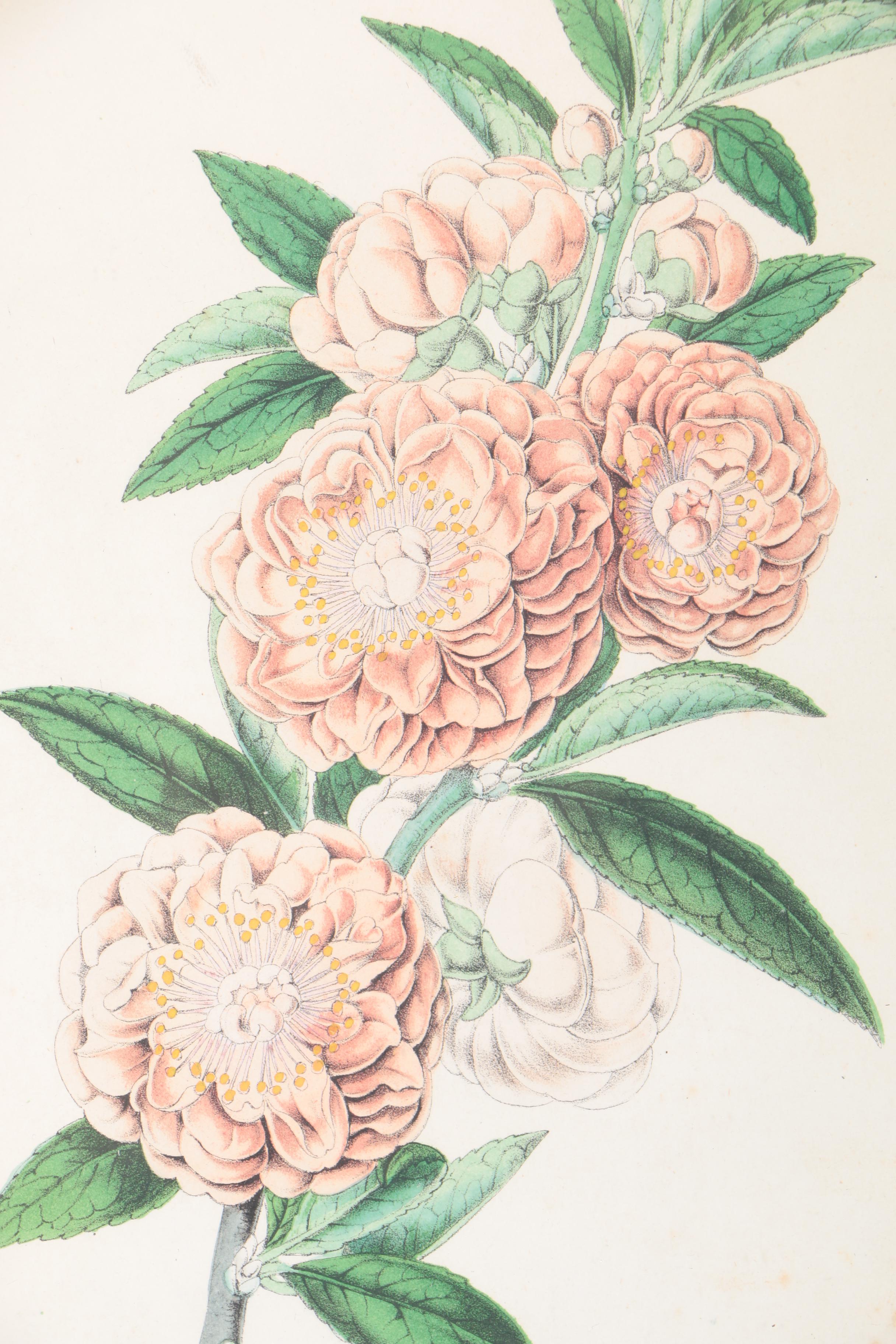 Three Botanical Prints of Pink Flowers