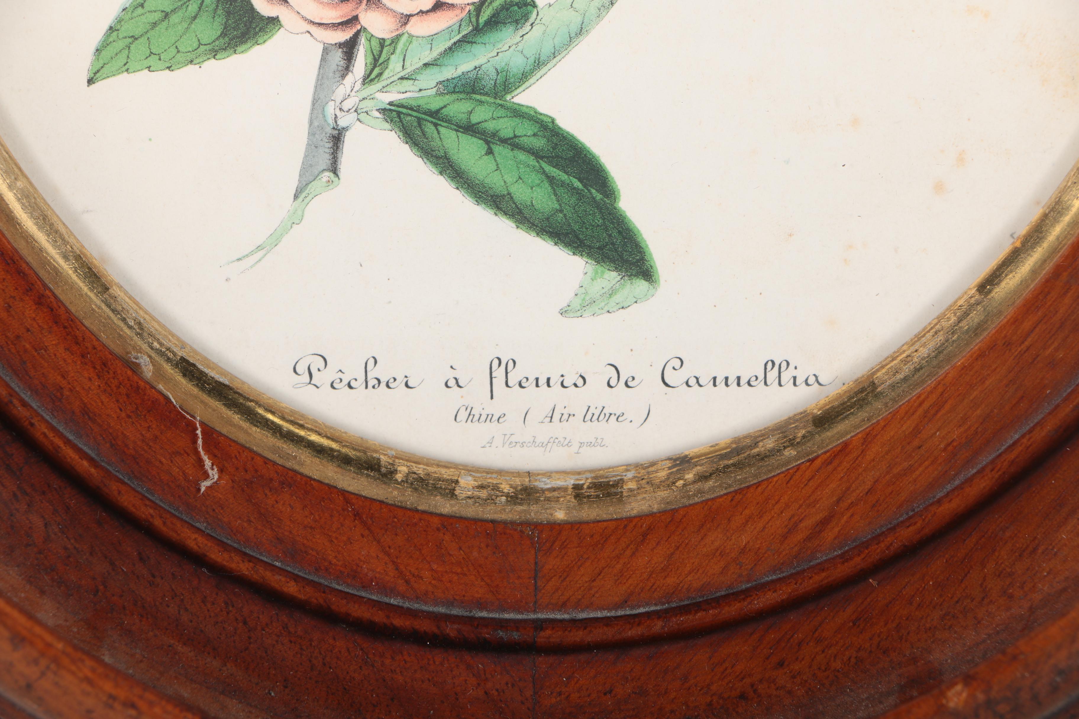 Three Botanical Prints of Pink Flowers