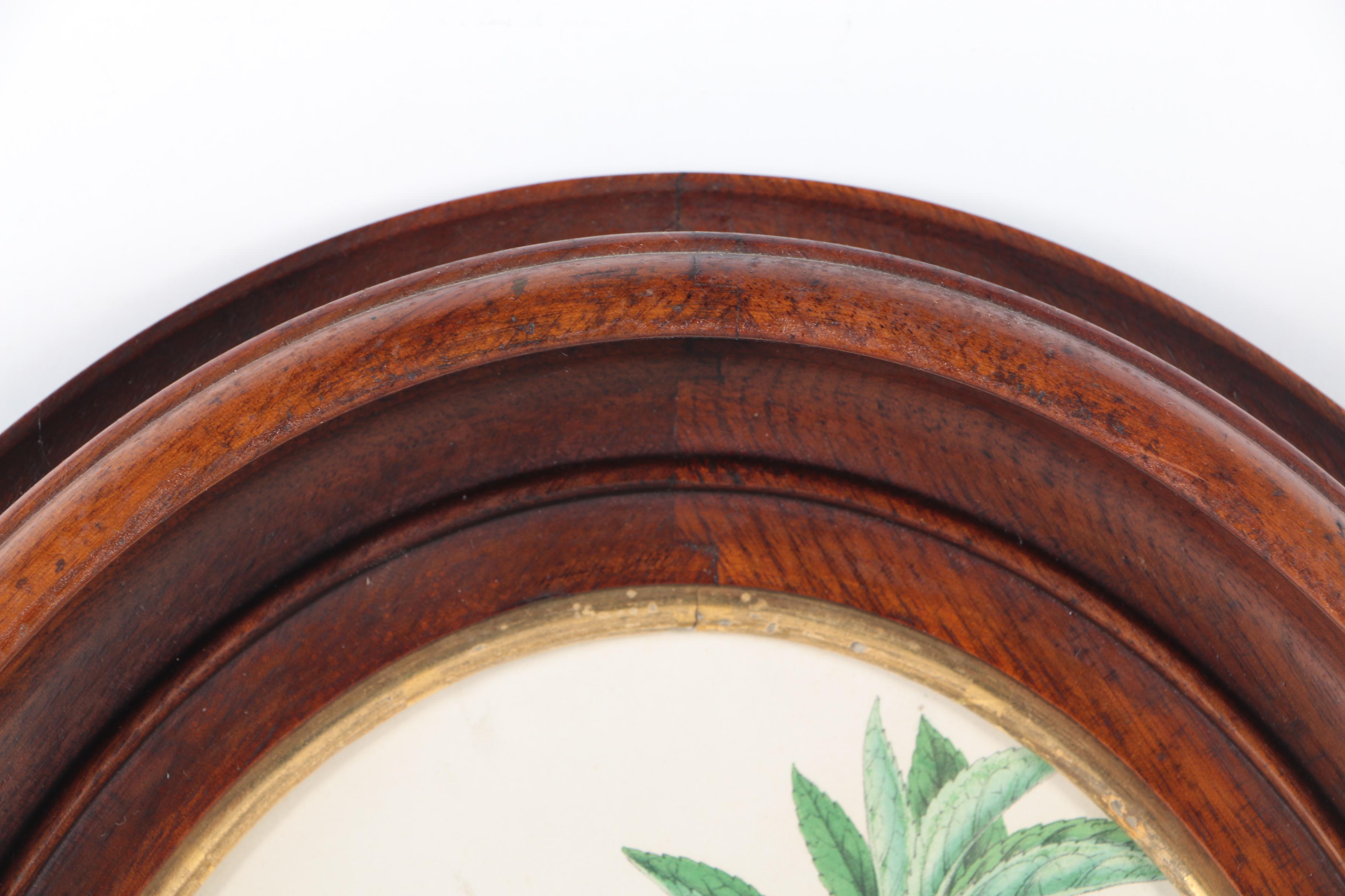 Three Botanical Prints of Pink Flowers