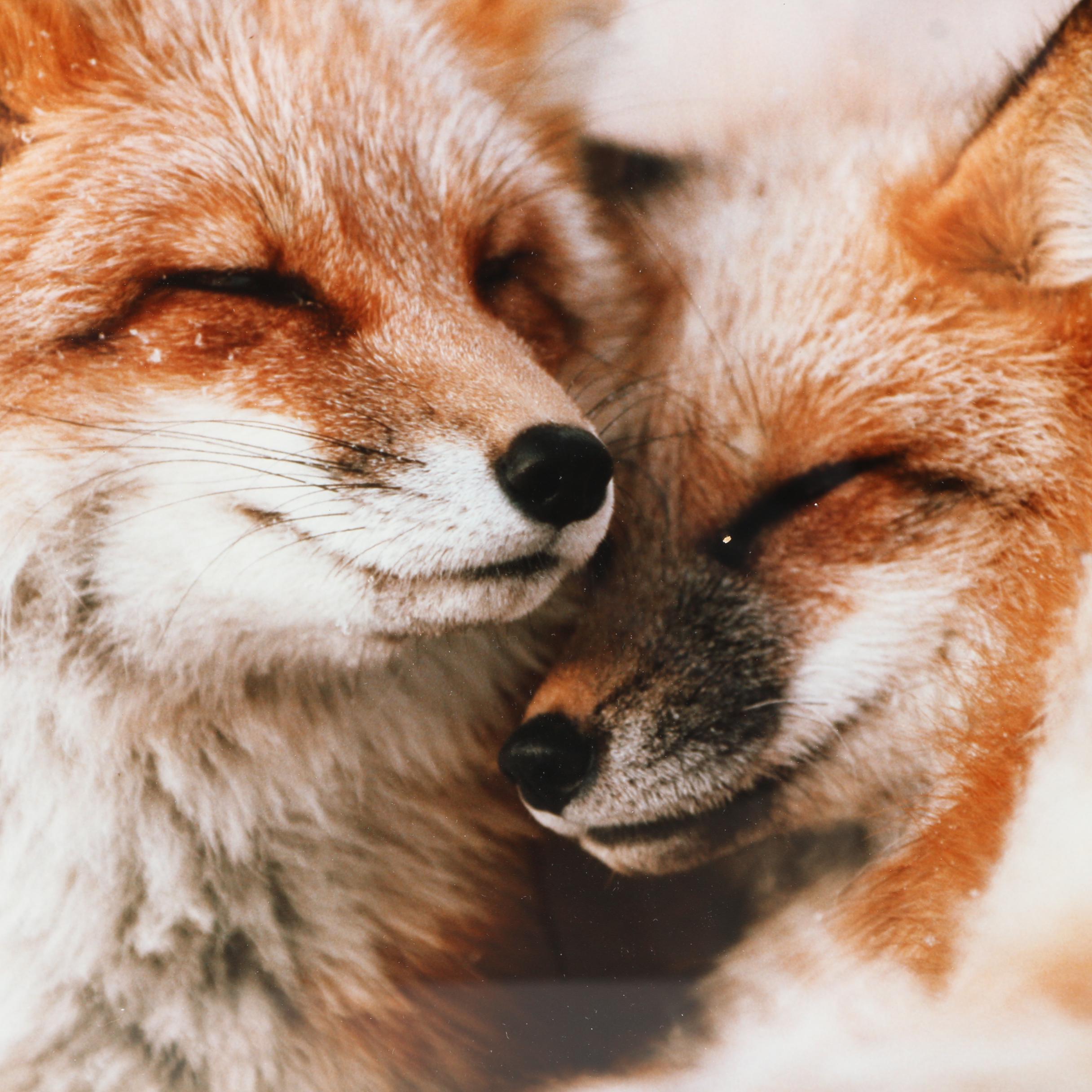 Photograph Of Foxes Sleeping