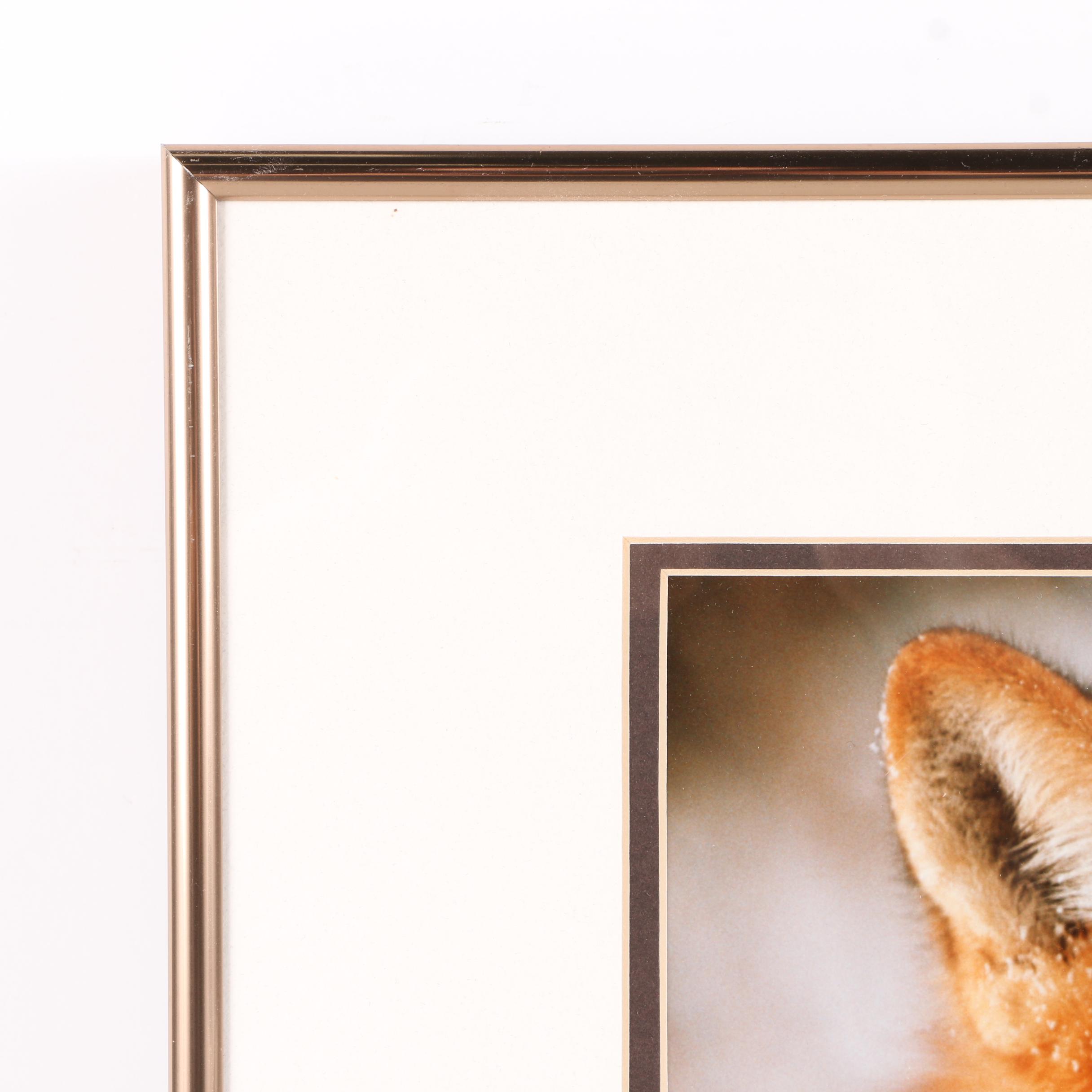 Photograph Of Foxes Sleeping