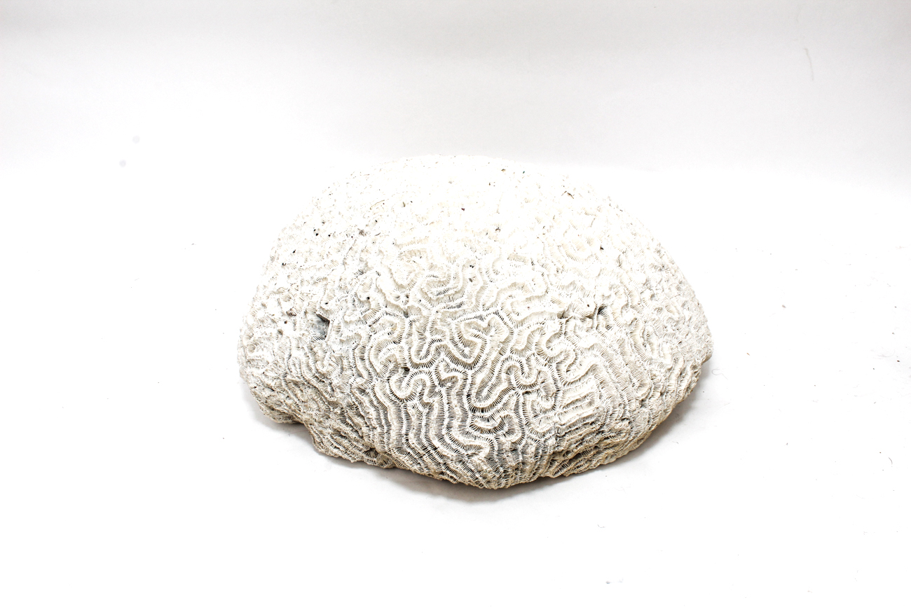 Scleractinian Coral Specimen