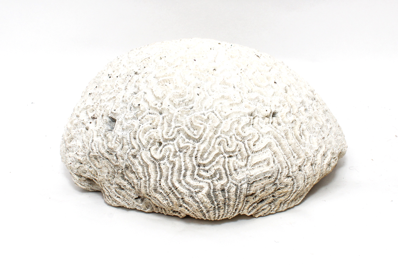 Scleractinian Coral Specimen