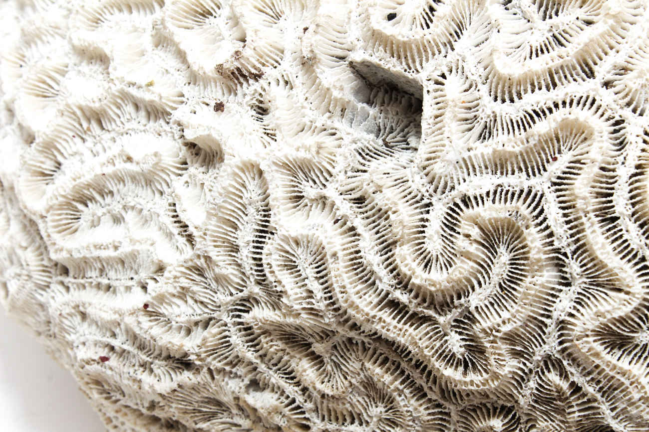 Scleractinian Coral Specimen