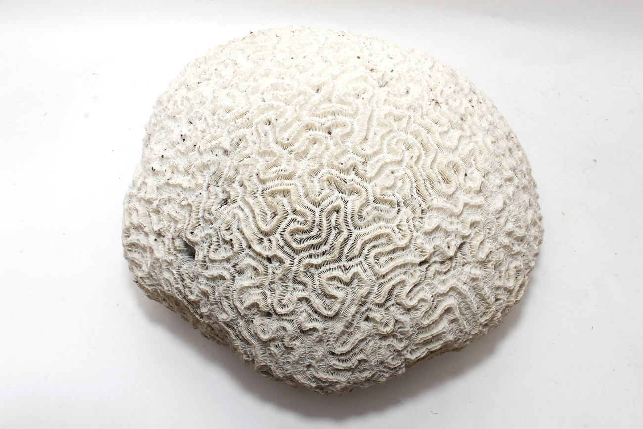Scleractinian Coral Specimen