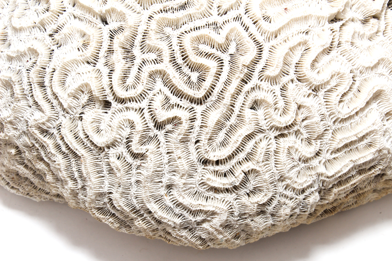 Scleractinian Coral Specimen