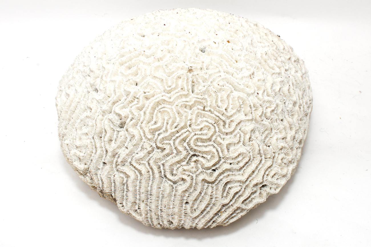 Scleractinian Coral Specimen