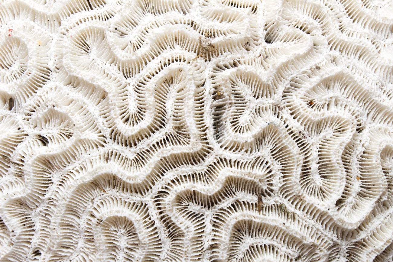 Scleractinian Coral Specimen