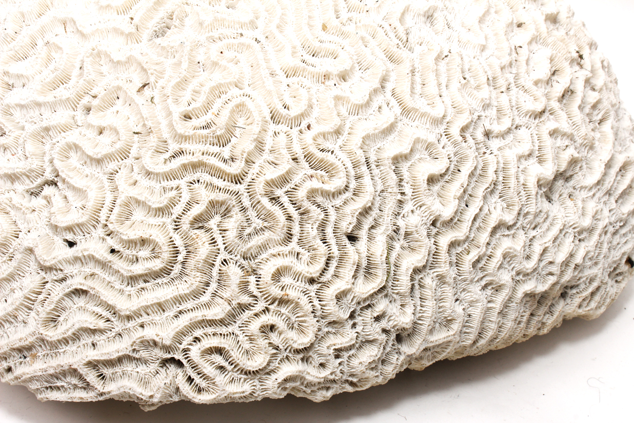 Scleractinian Coral Specimen
