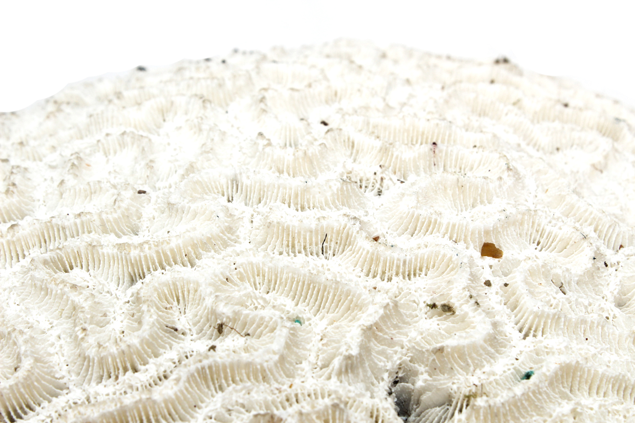 Scleractinian Coral Specimen