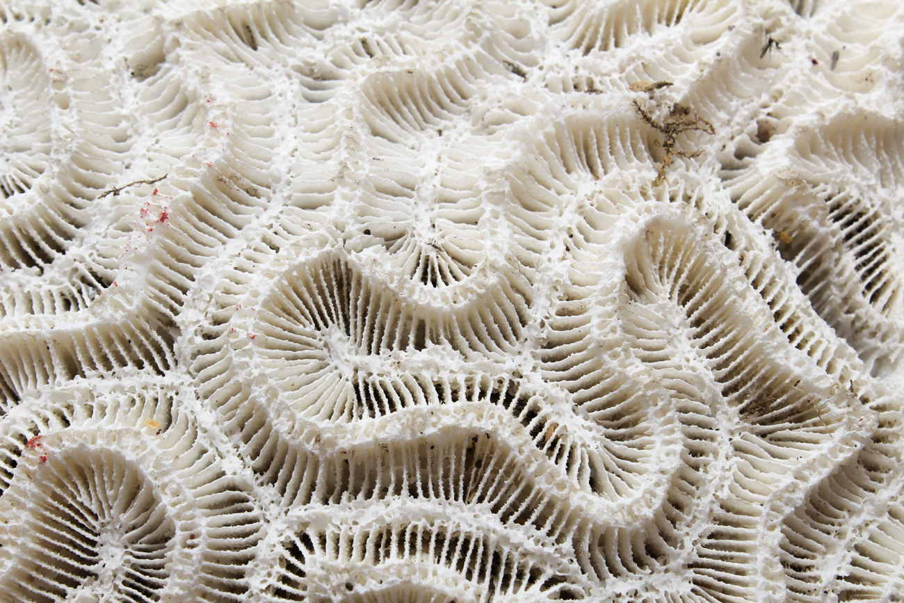Scleractinian Coral Specimen