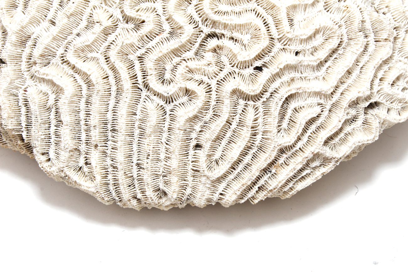 Scleractinian Coral Specimen