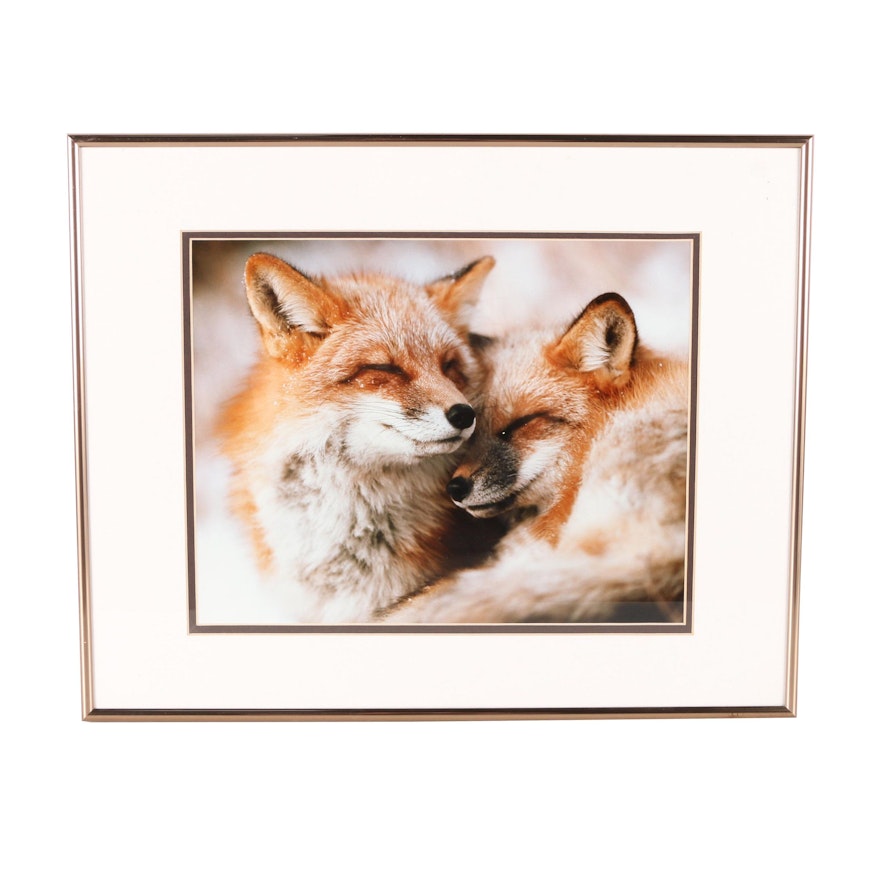 Photograph Of Foxes Sleeping