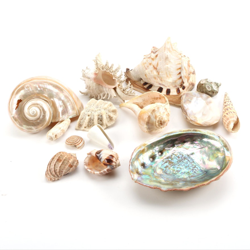 Recent Seashells and Coral