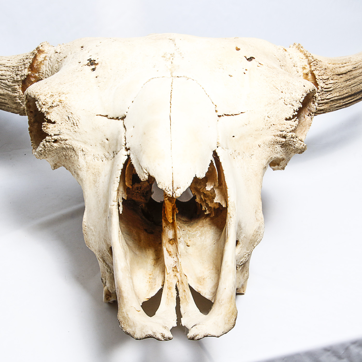 American Bison Skull