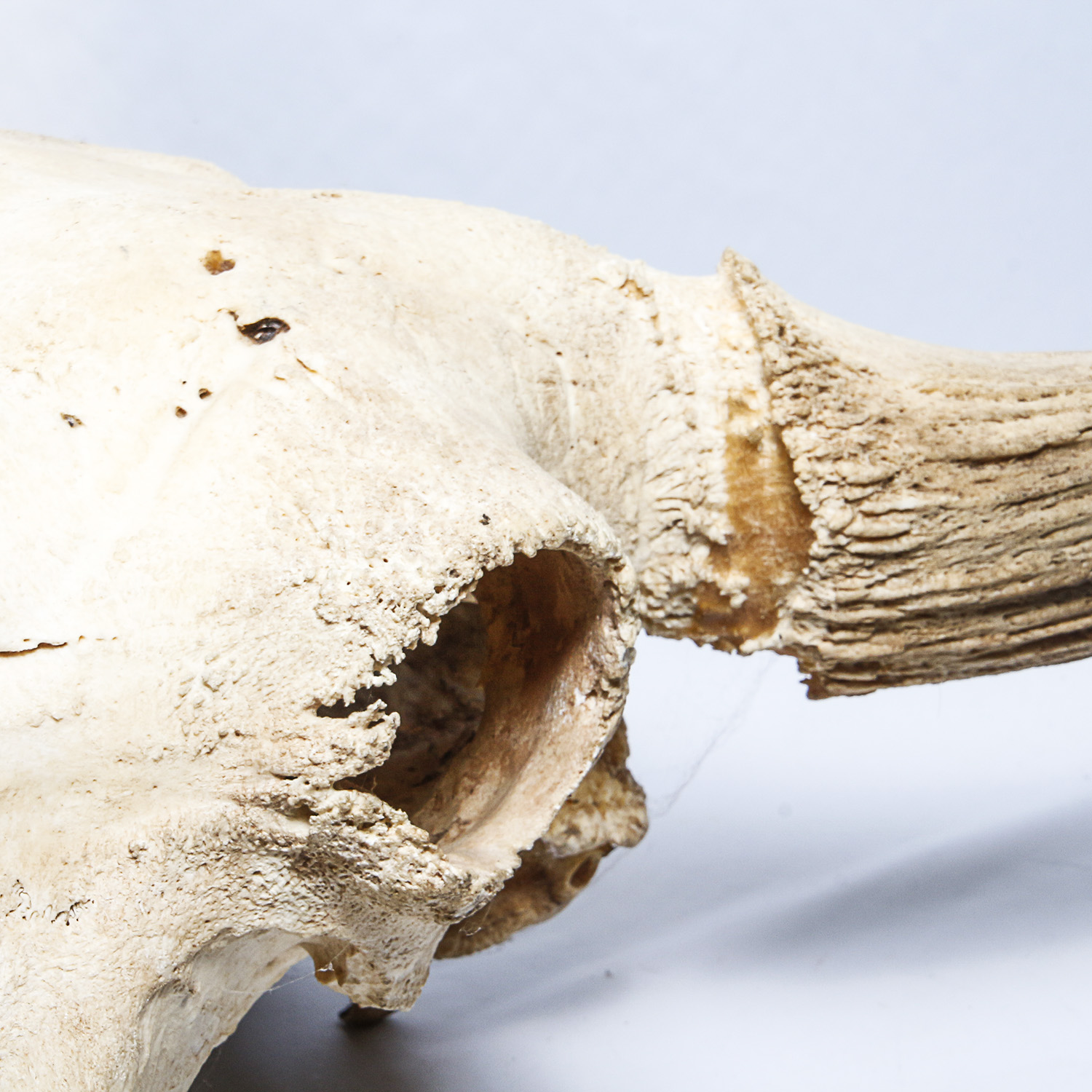 American Bison Skull