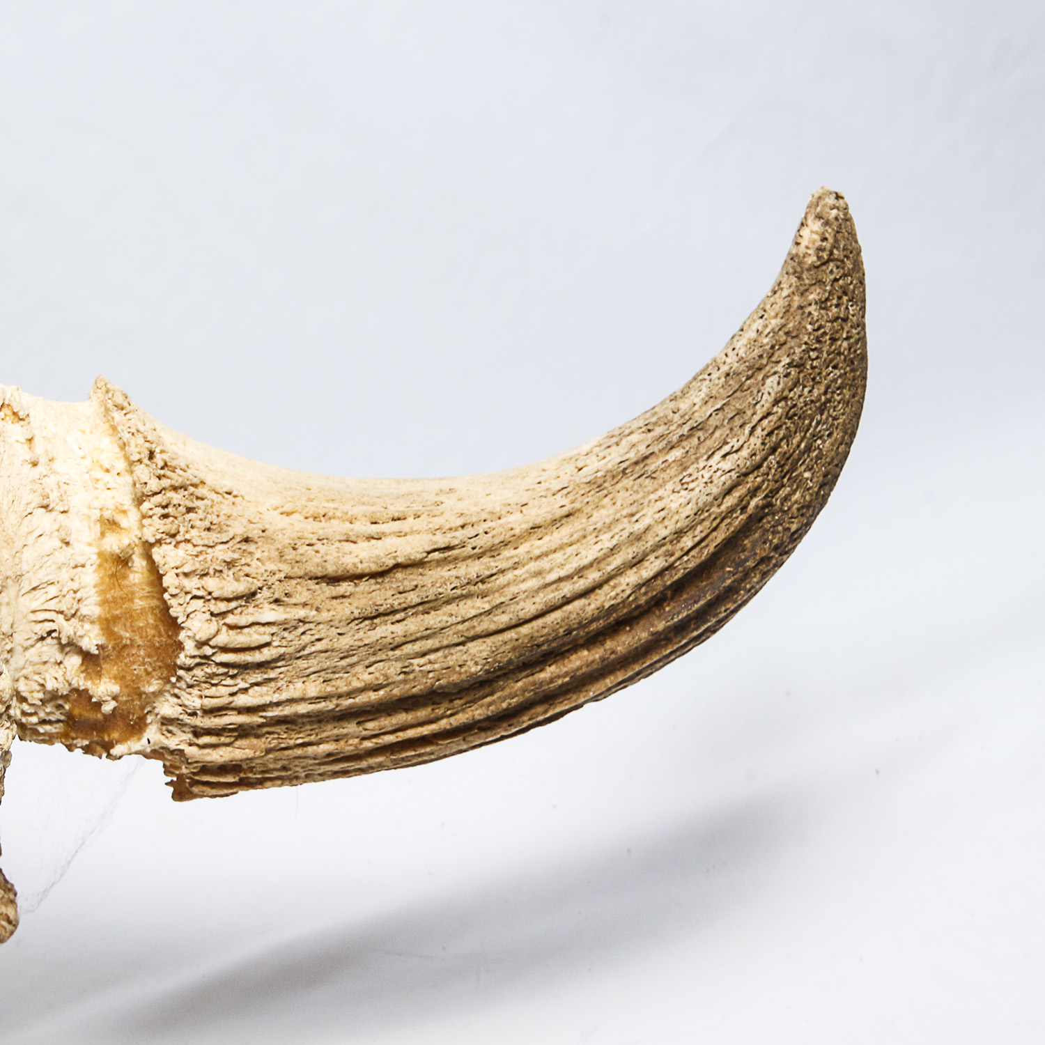 American Bison Skull