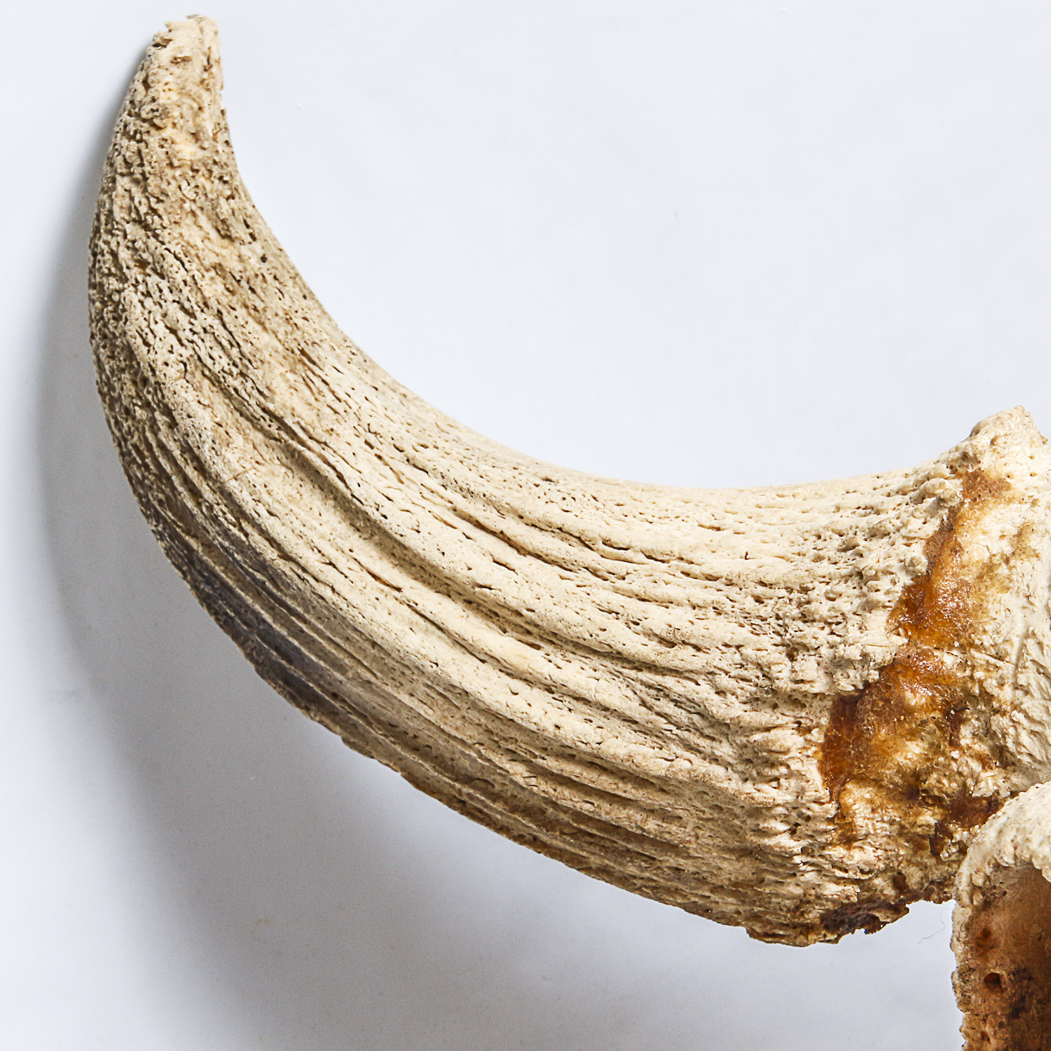 American Bison Skull