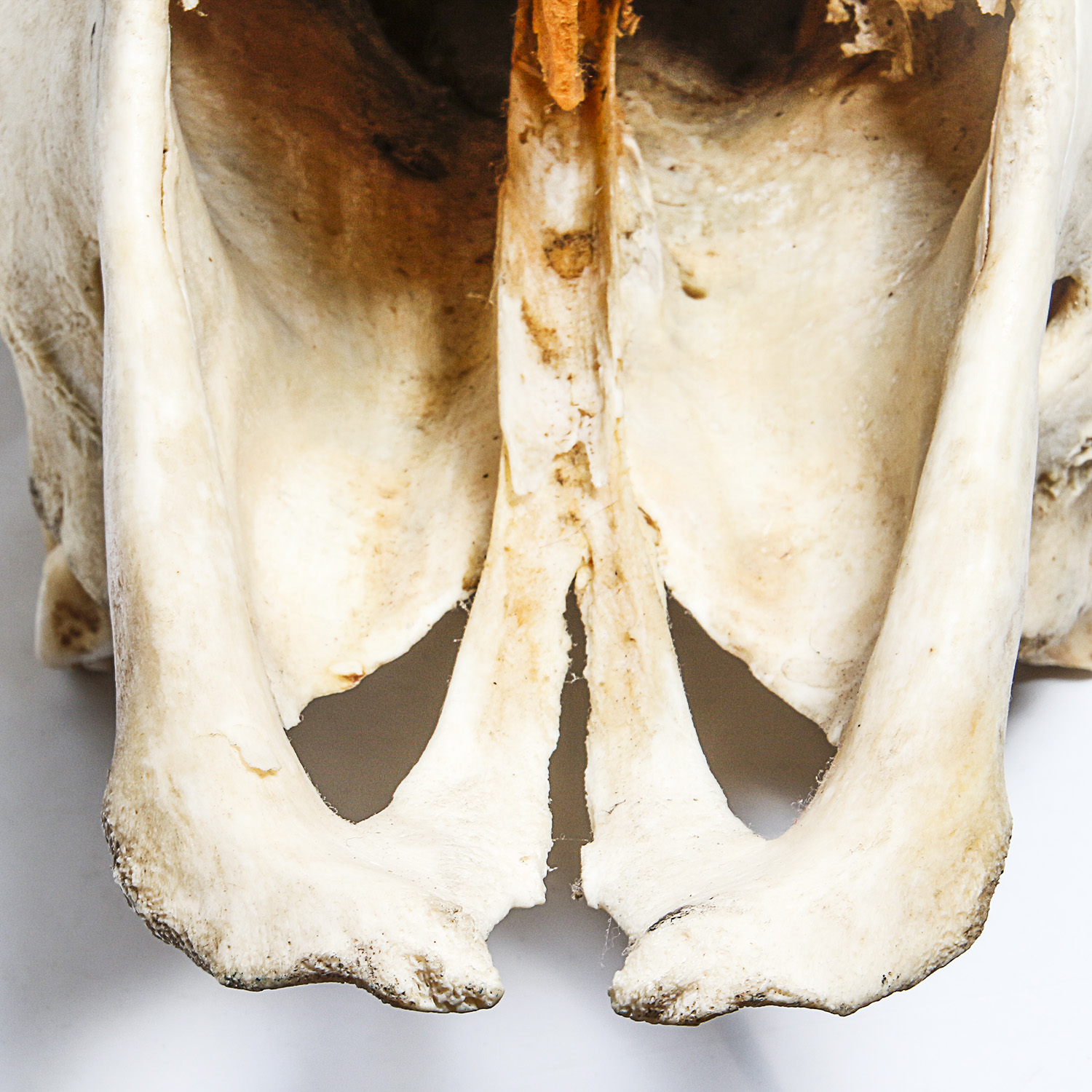 American Bison Skull
