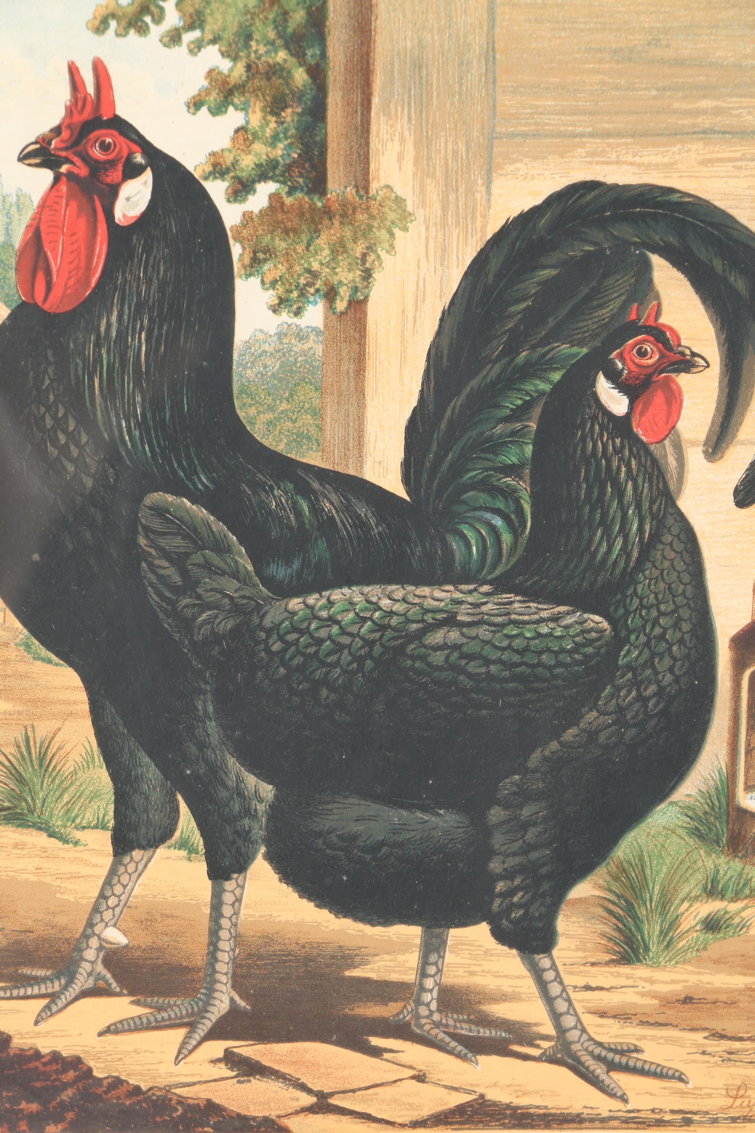 Chromolithographs After J.W. Ludlow from "Cassell's Poultry Book"
