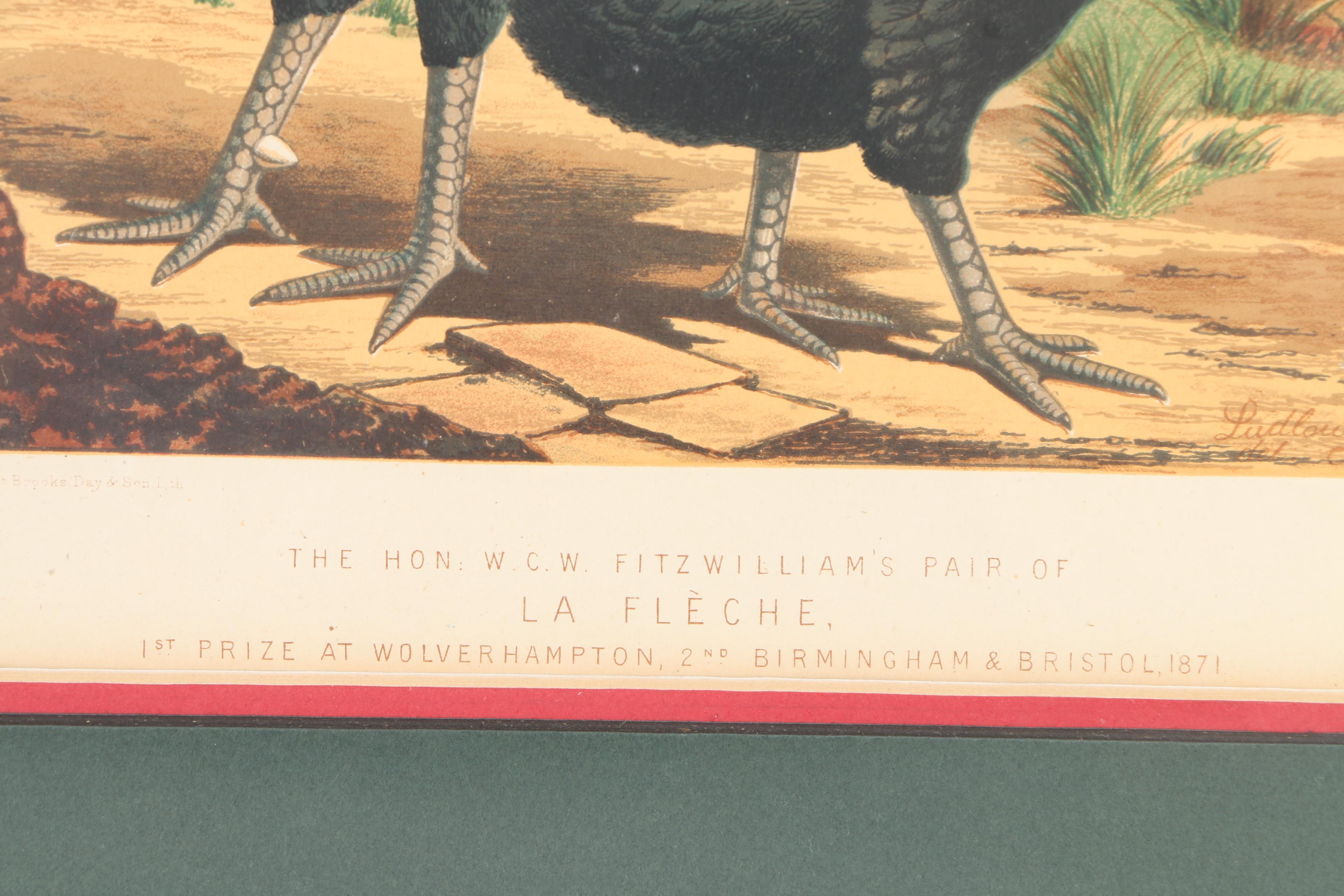 Chromolithographs After J.W. Ludlow from "Cassell's Poultry Book"