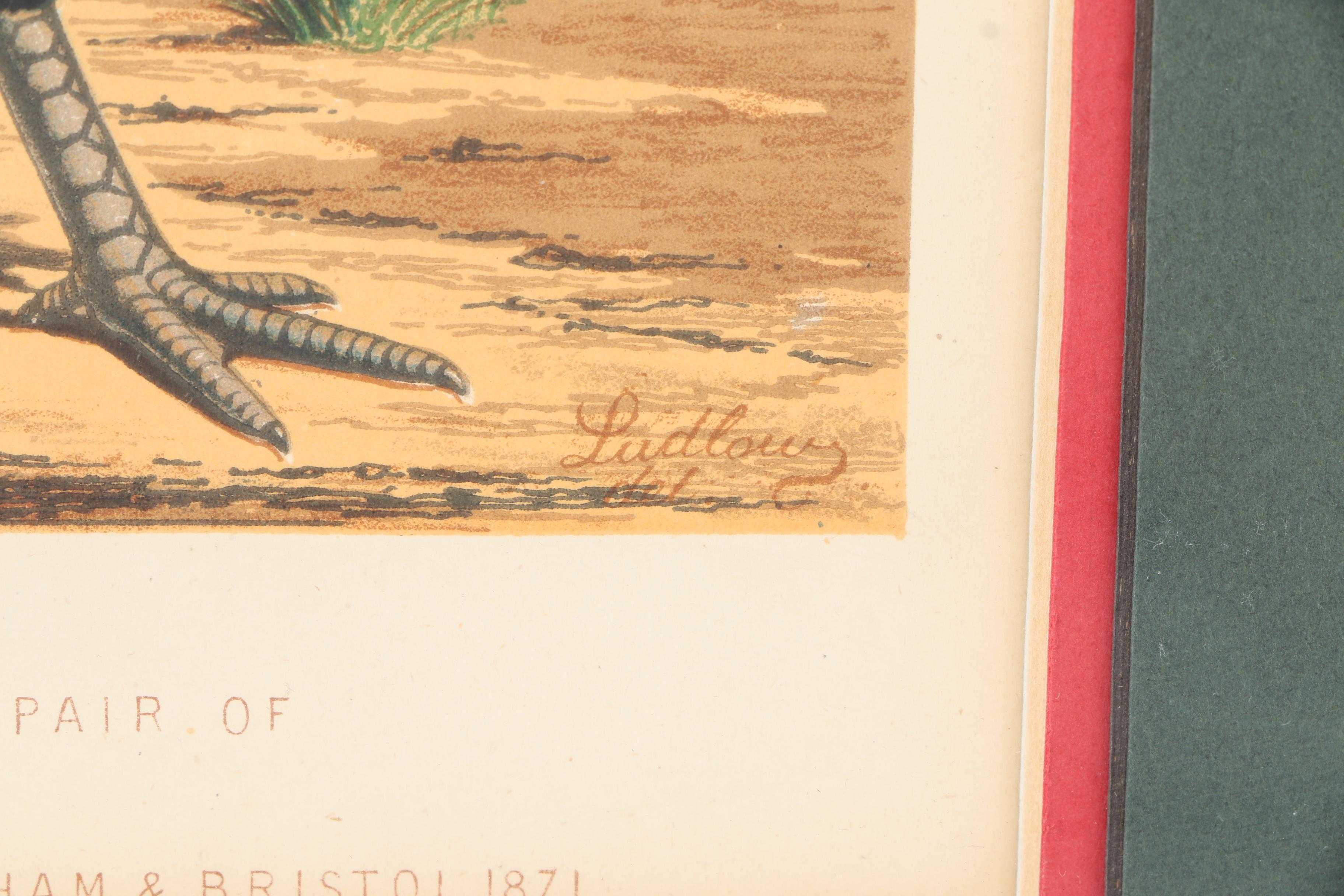 Chromolithographs After J.W. Ludlow from "Cassell's Poultry Book"