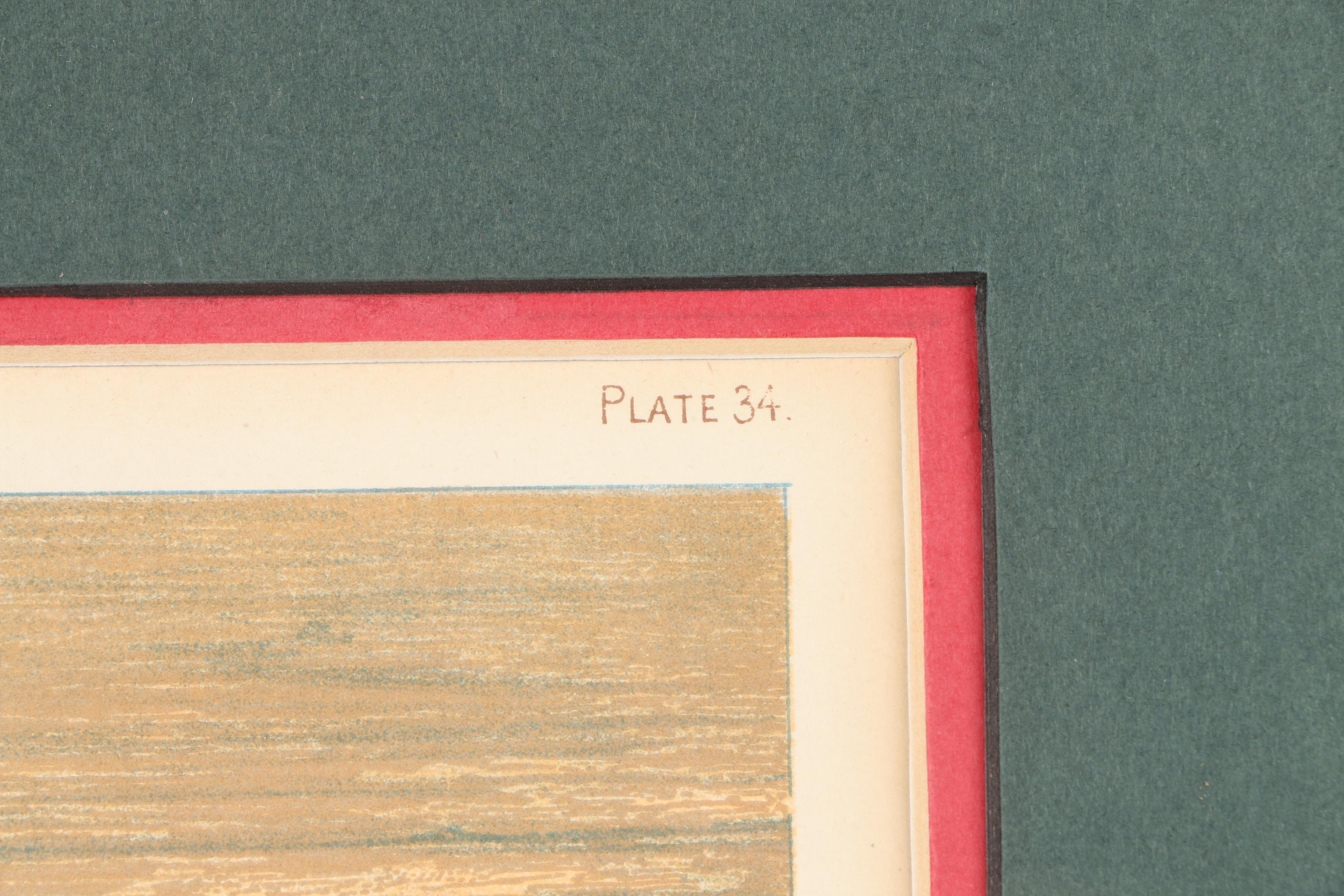 Chromolithographs After J.W. Ludlow from "Cassell's Poultry Book"