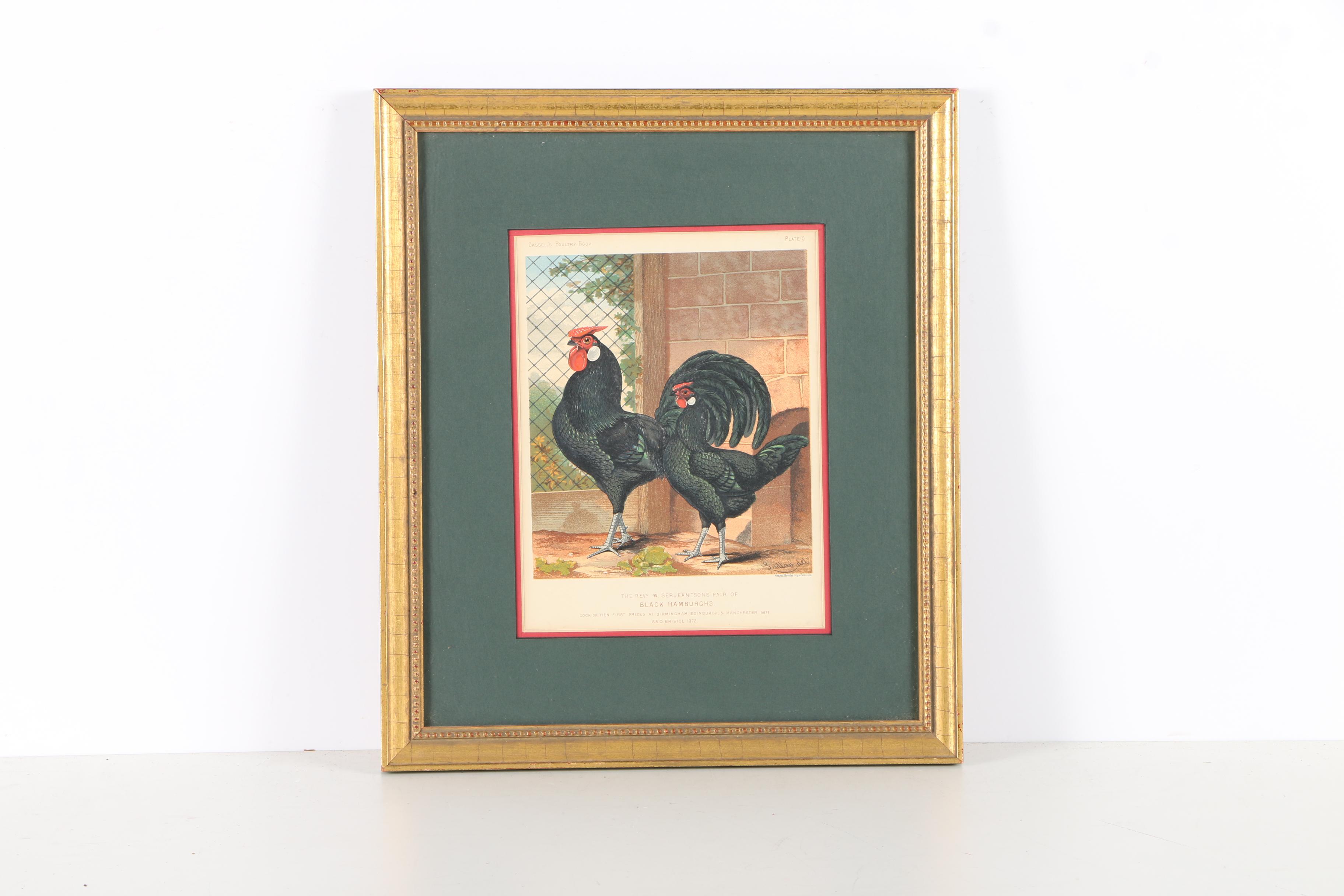 Chromolithographs After J.W. Ludlow from "Cassell's Poultry Book"