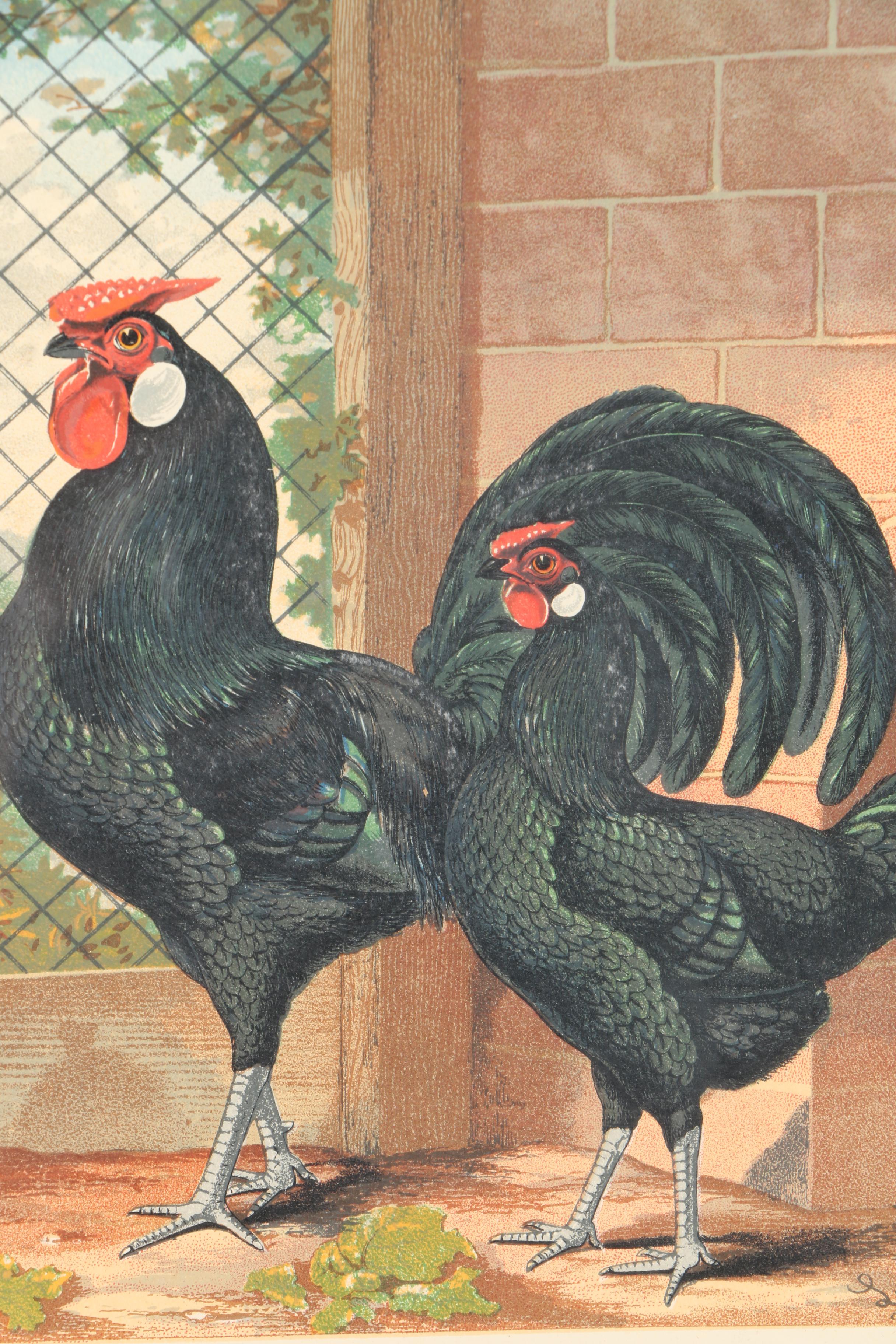 Chromolithographs After J.W. Ludlow from "Cassell's Poultry Book"