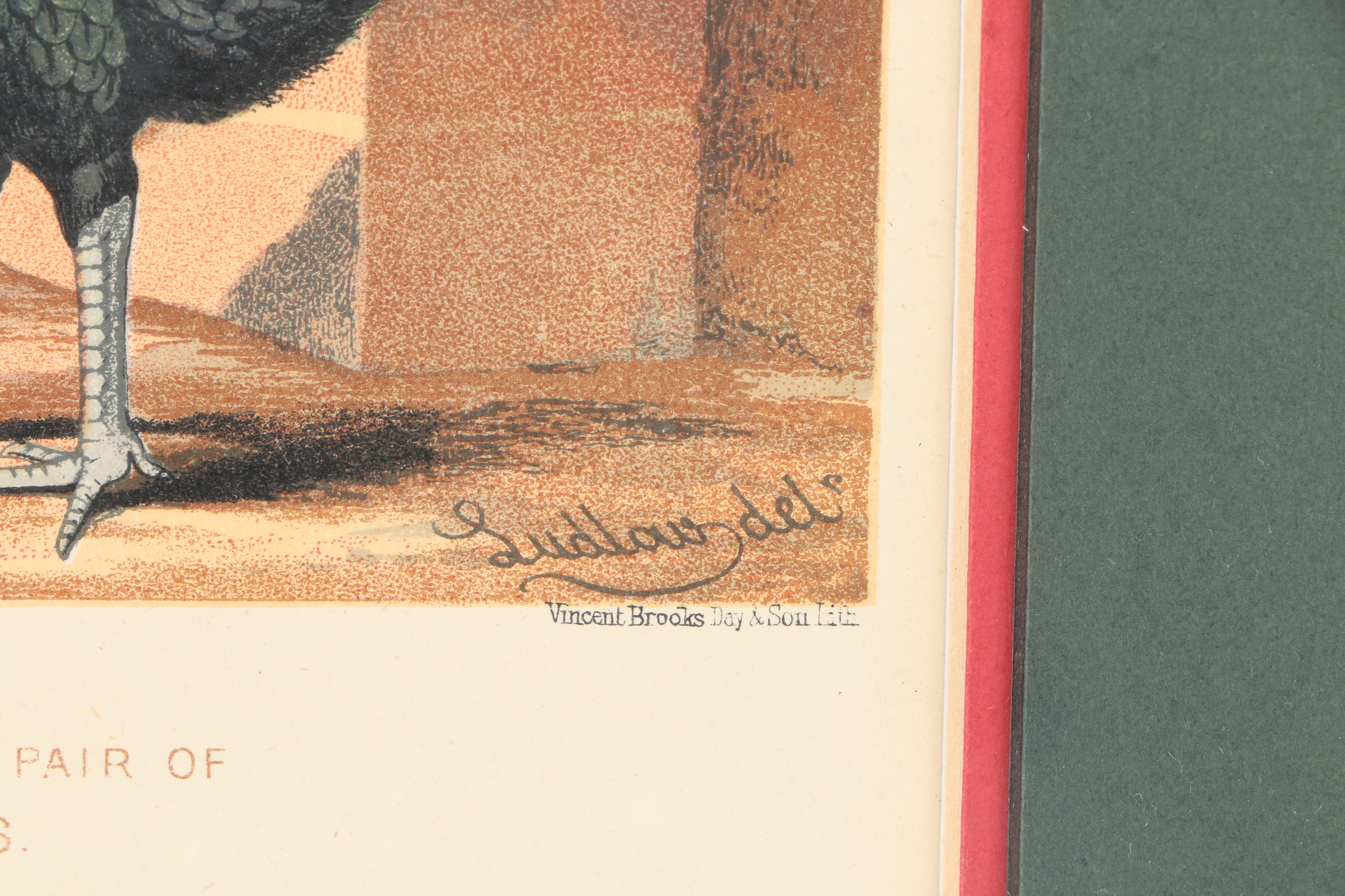 Chromolithographs After J.W. Ludlow from "Cassell's Poultry Book"