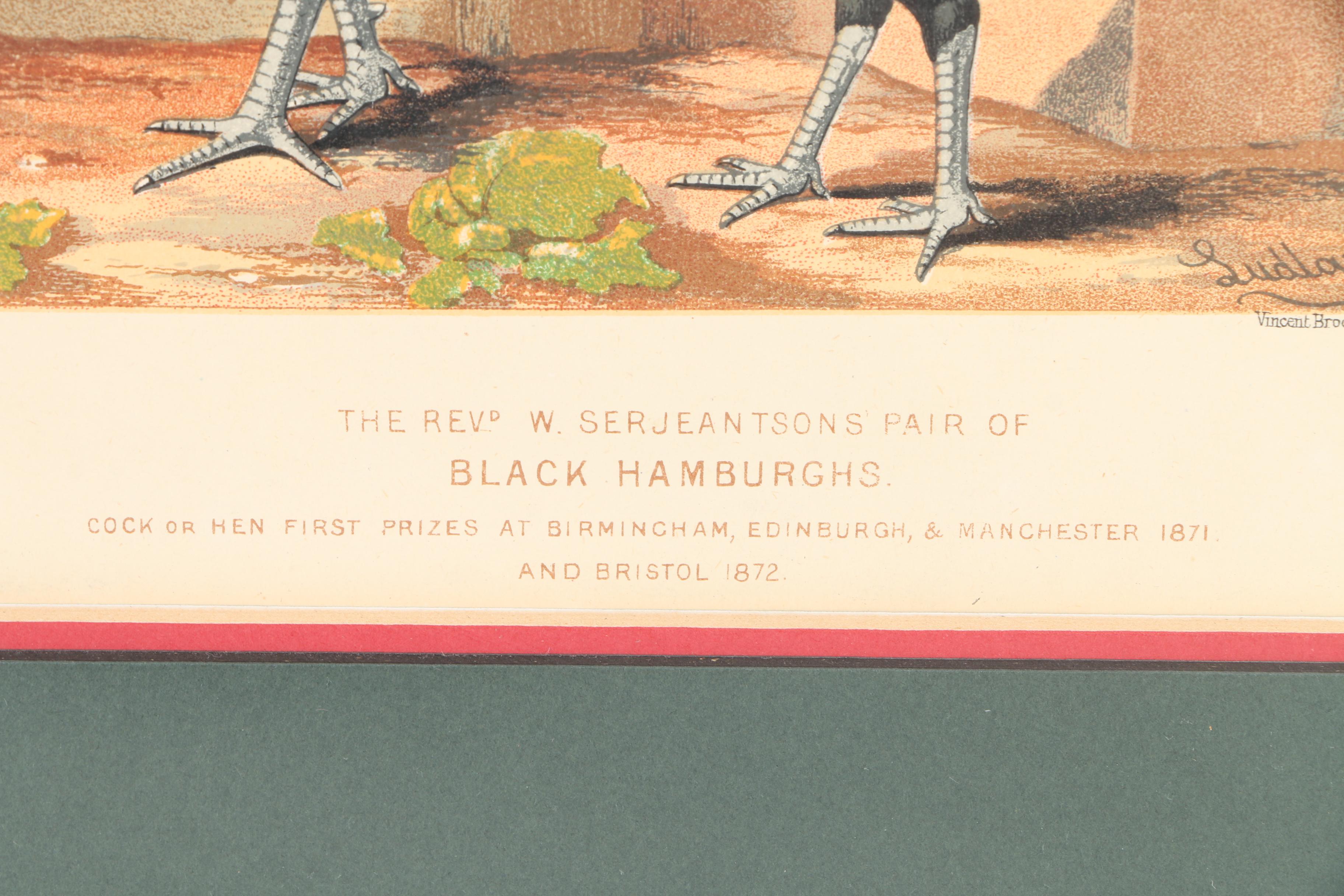 Chromolithographs After J.W. Ludlow from "Cassell's Poultry Book"