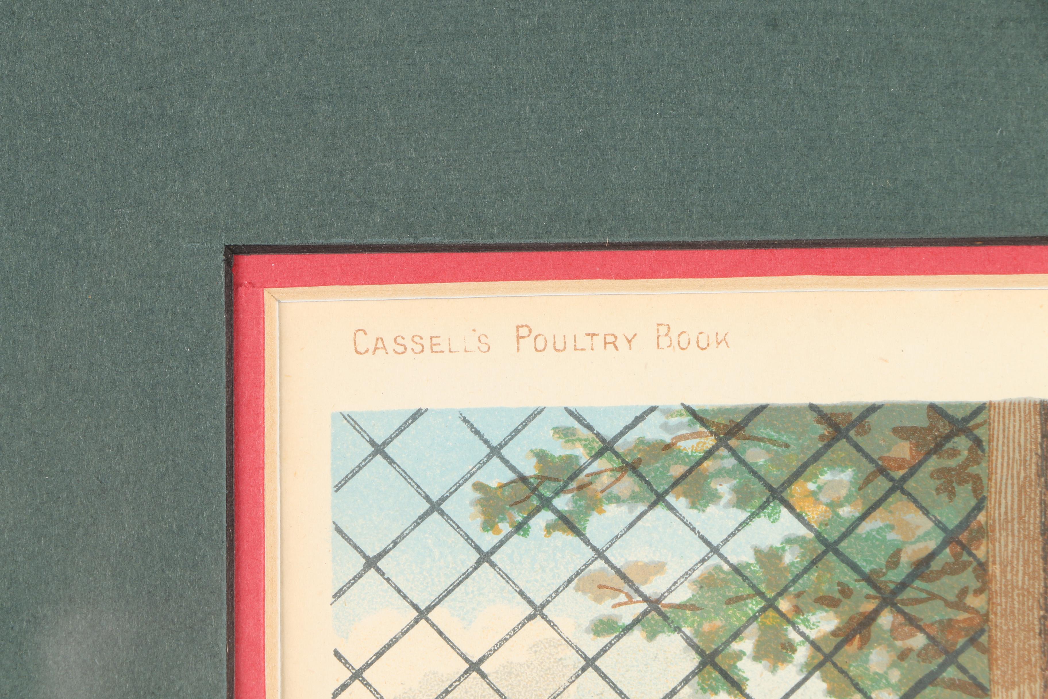 Chromolithographs After J.W. Ludlow from "Cassell's Poultry Book"