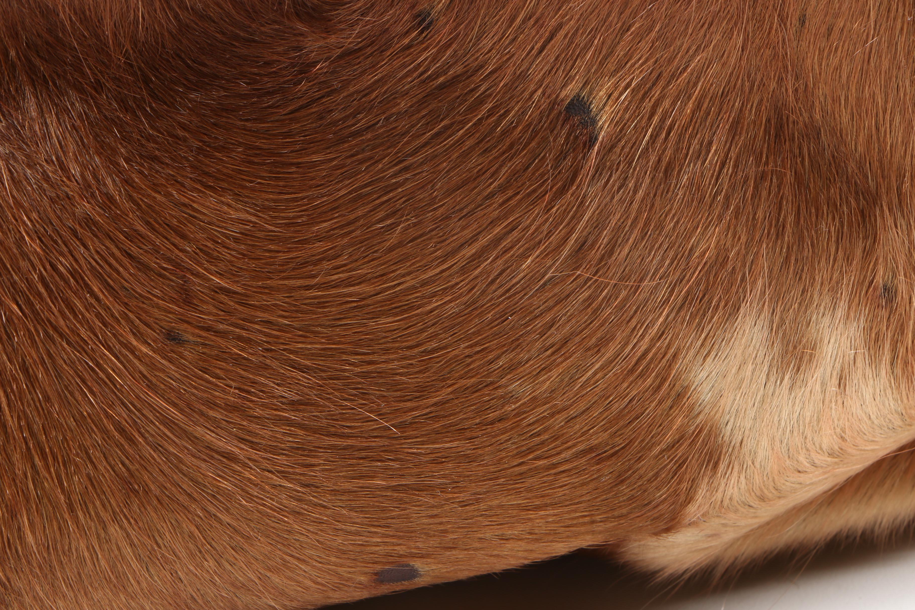 Tylie Malibu Cowhide Purse