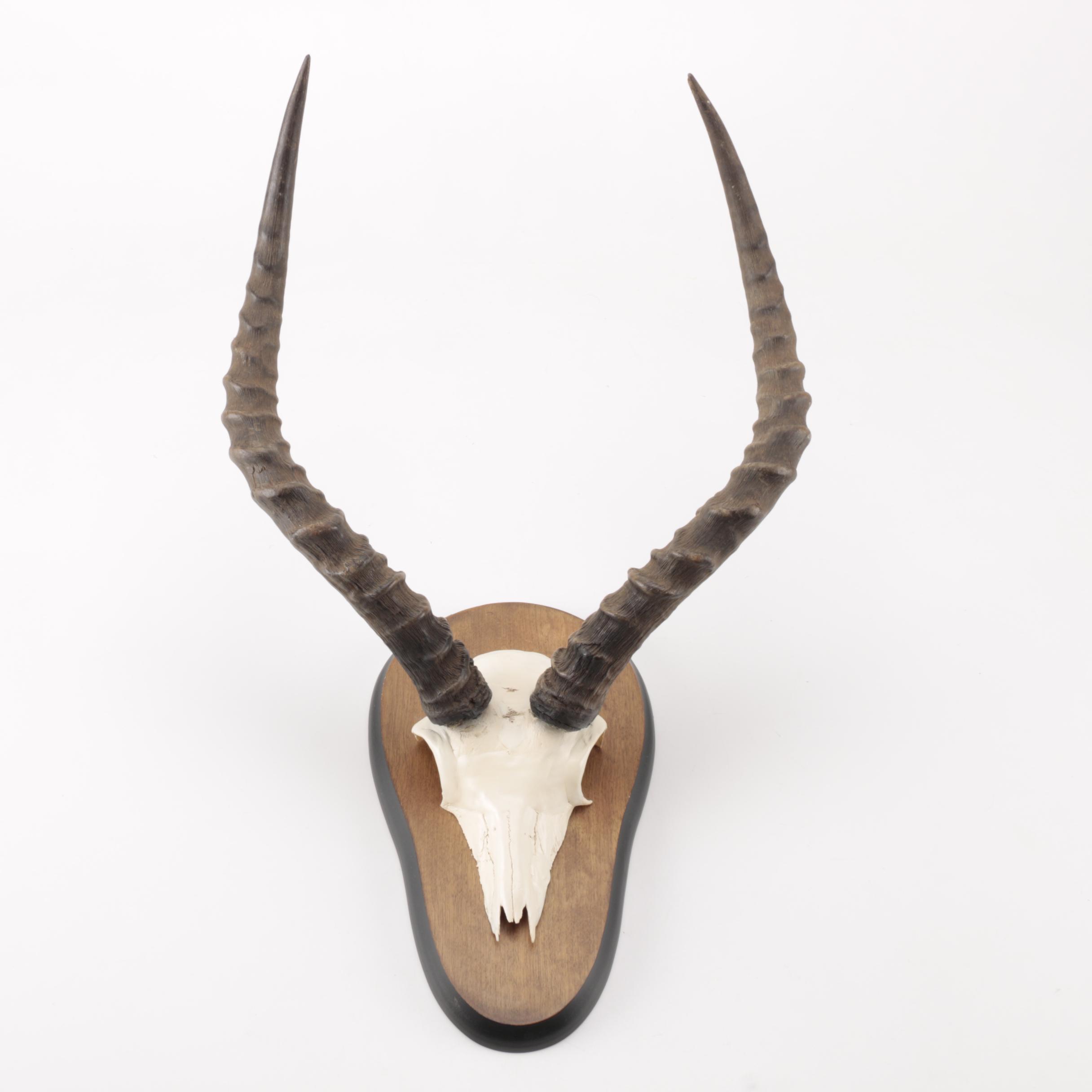 Gazelle Horn's and Partial Skull