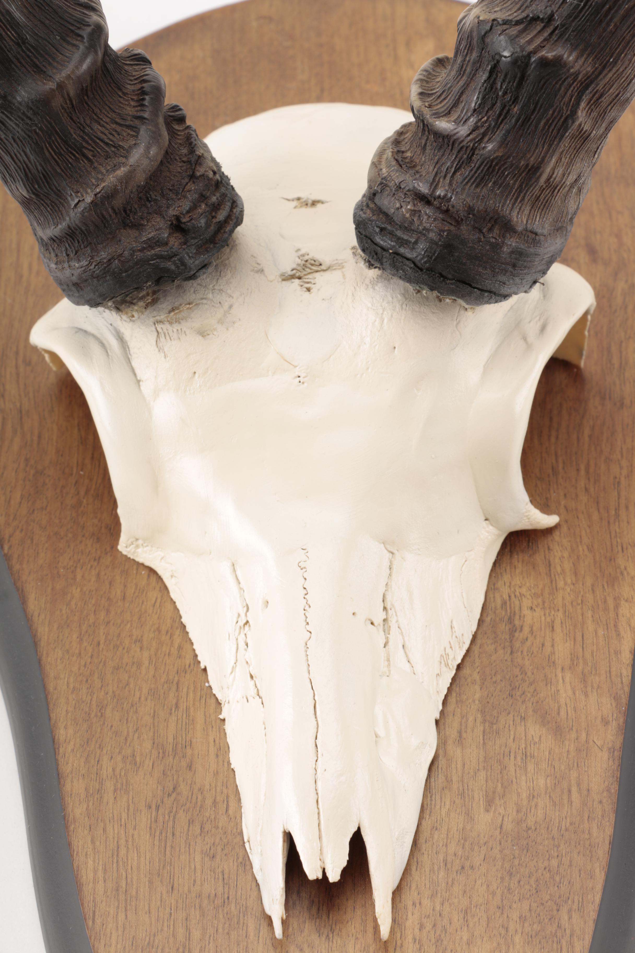 Gazelle Horn's and Partial Skull