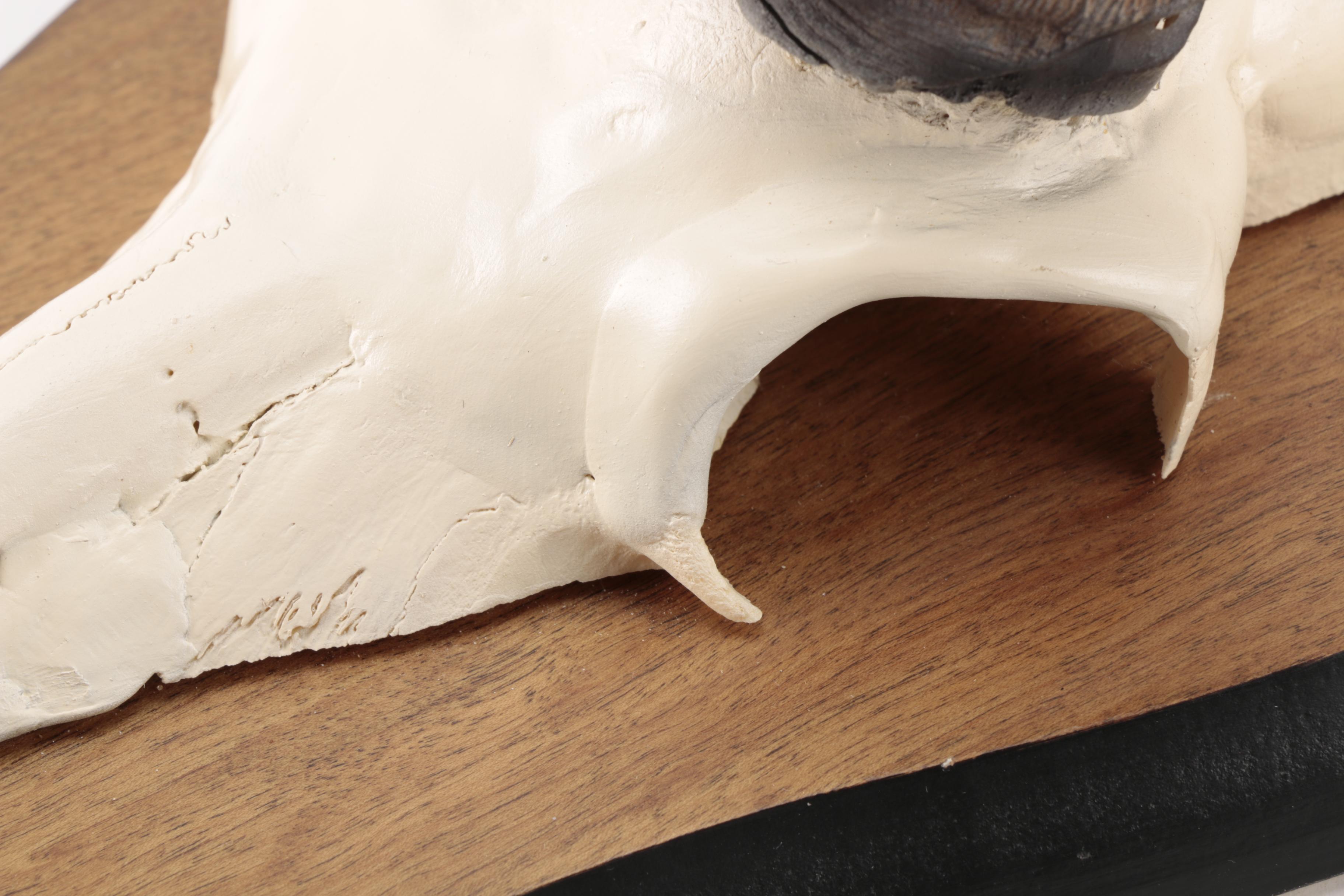 Gazelle Horn's and Partial Skull