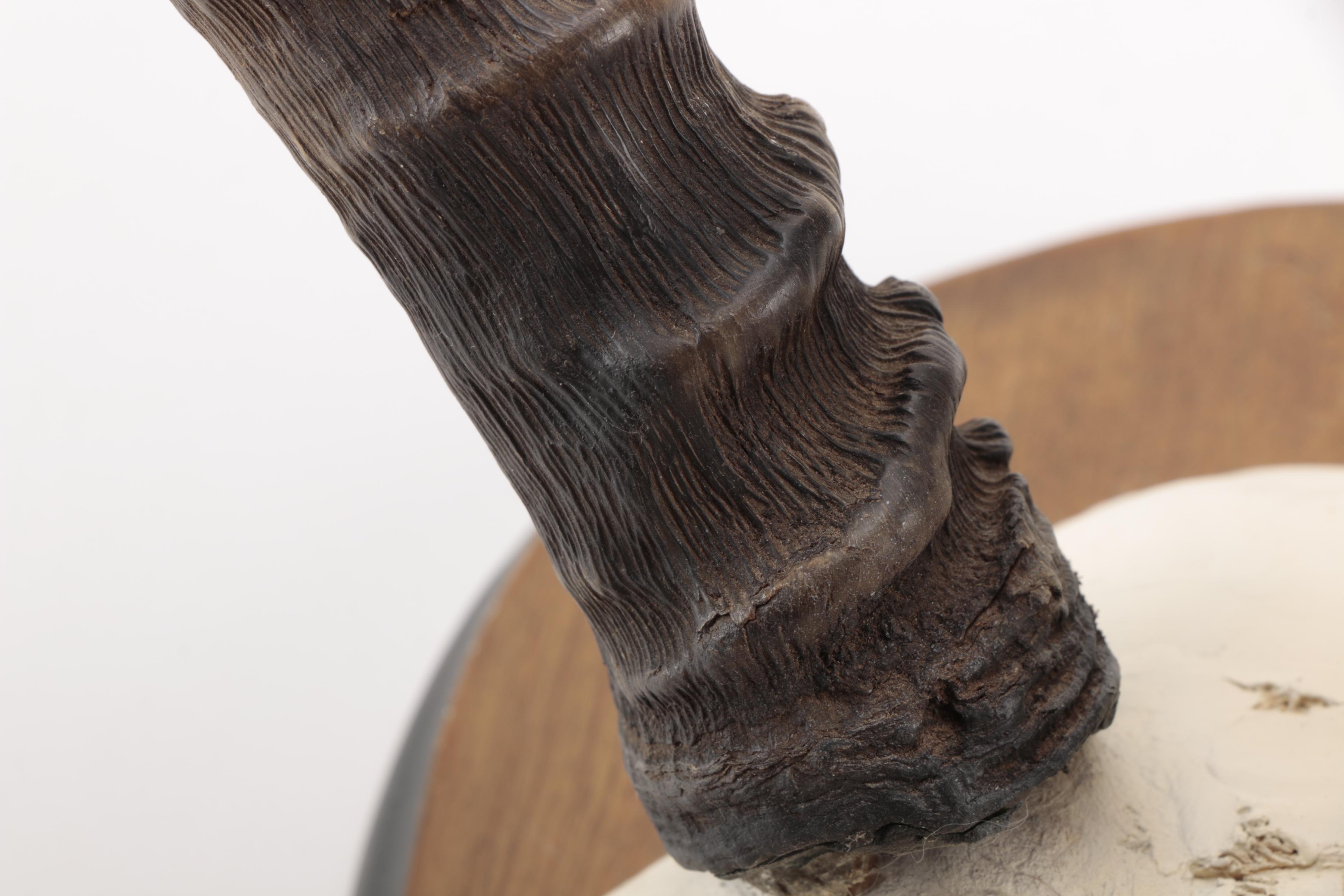 Gazelle Horn's and Partial Skull