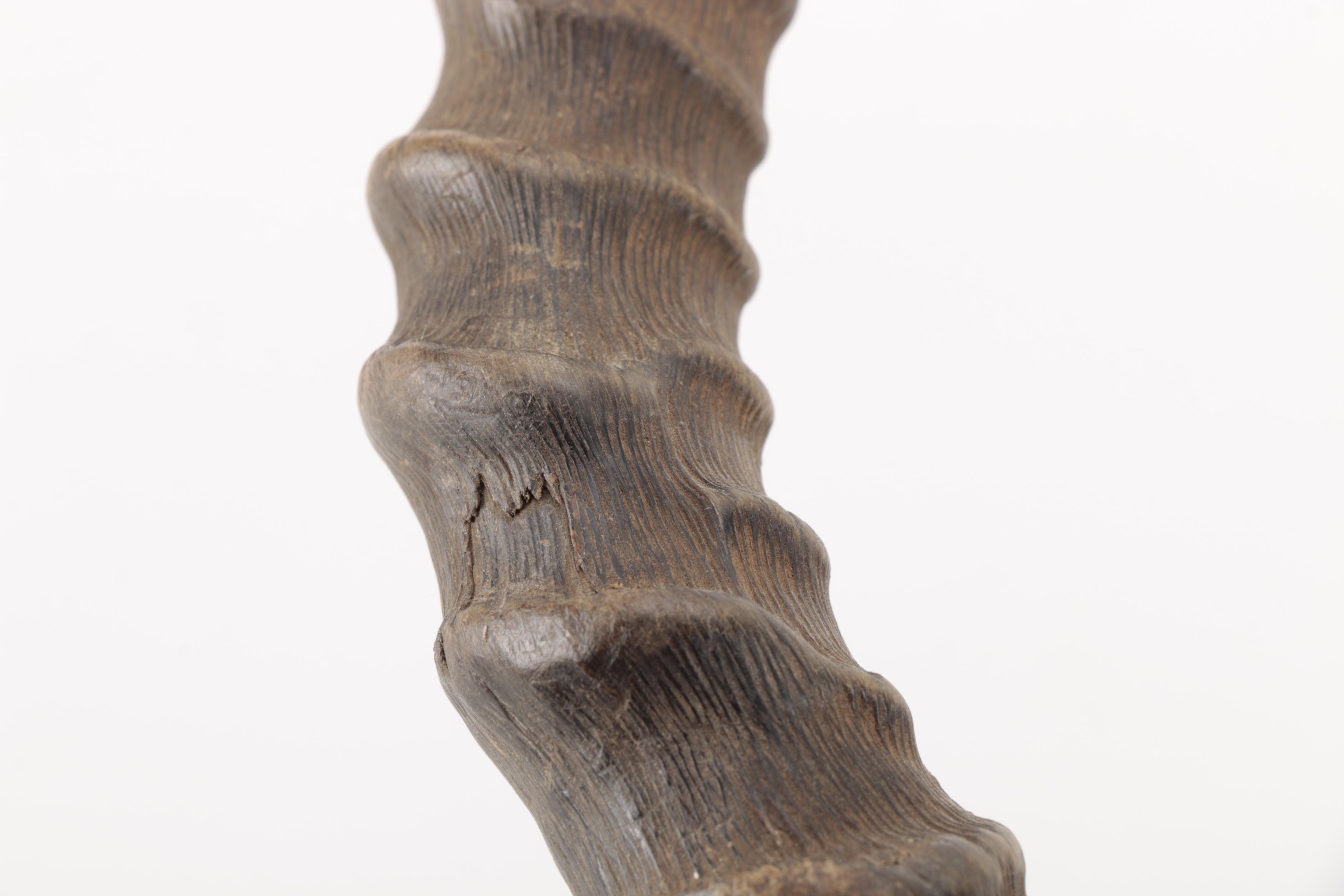 Gazelle Horn's and Partial Skull