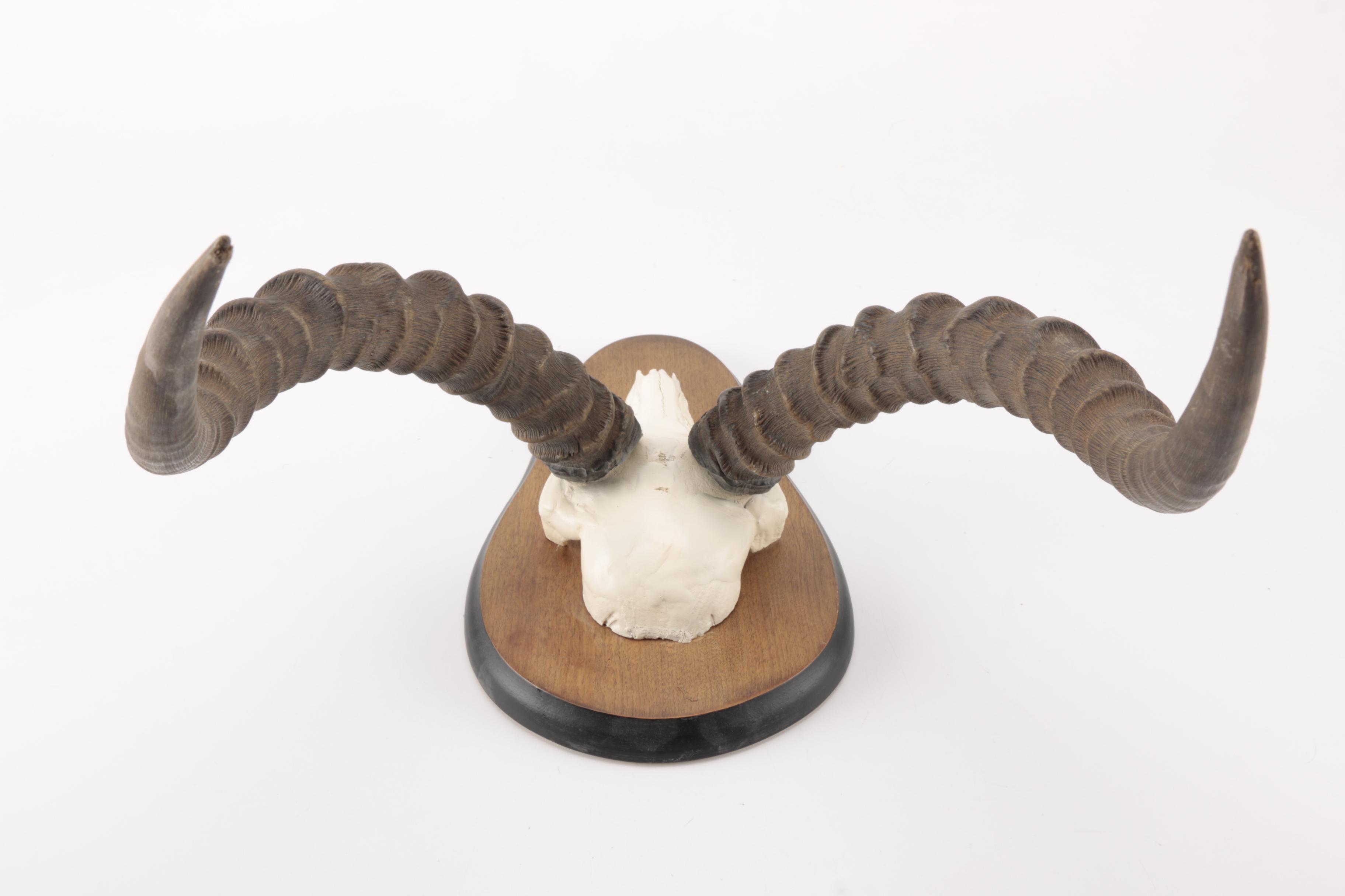 Gazelle Horn's and Partial Skull