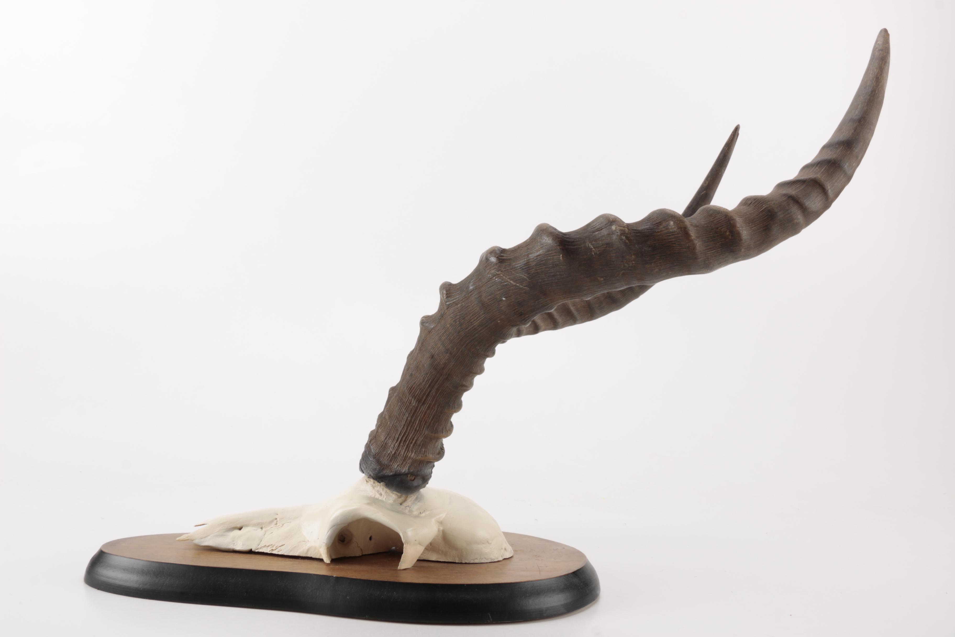 Gazelle Horn's and Partial Skull