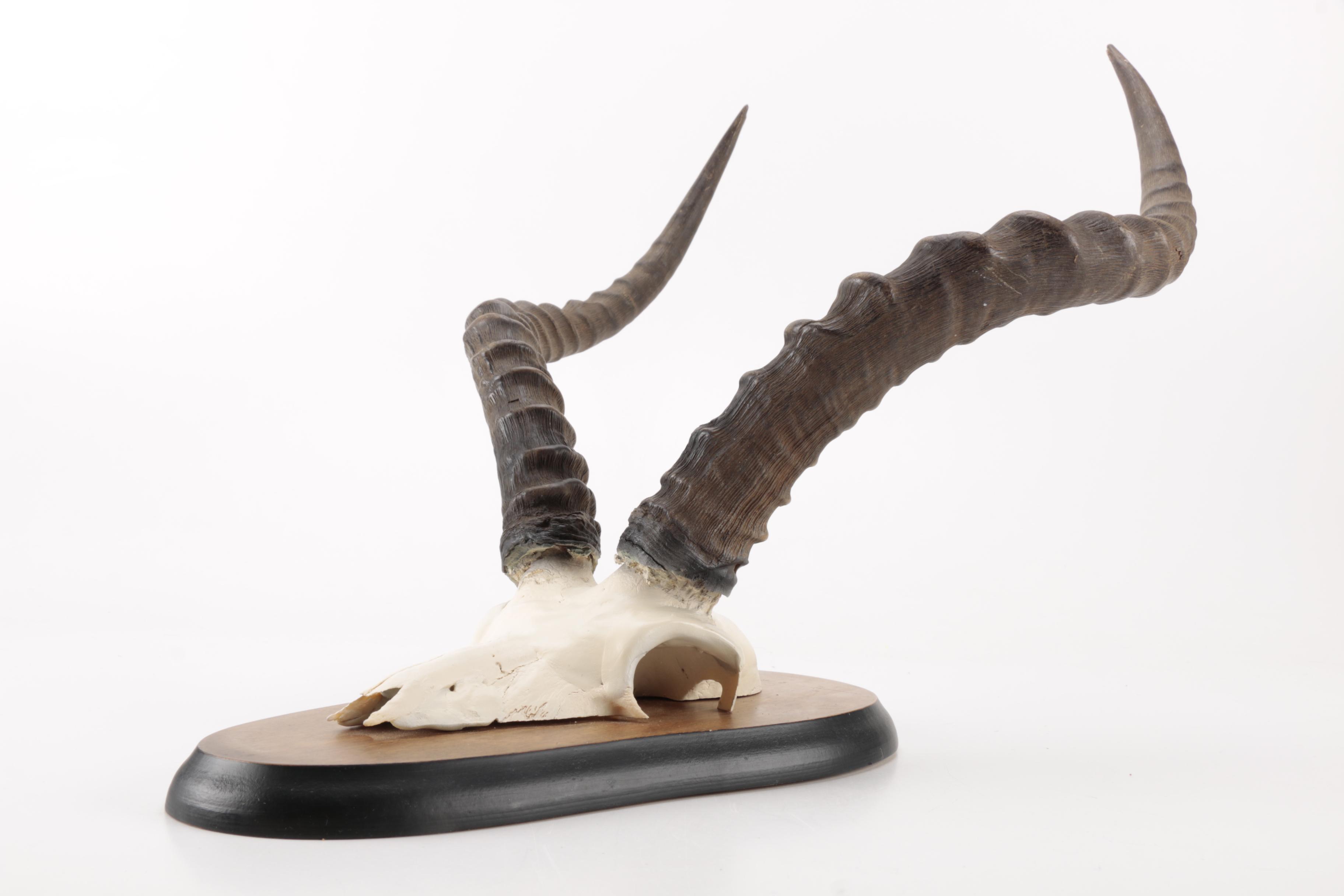 Gazelle Horn's and Partial Skull