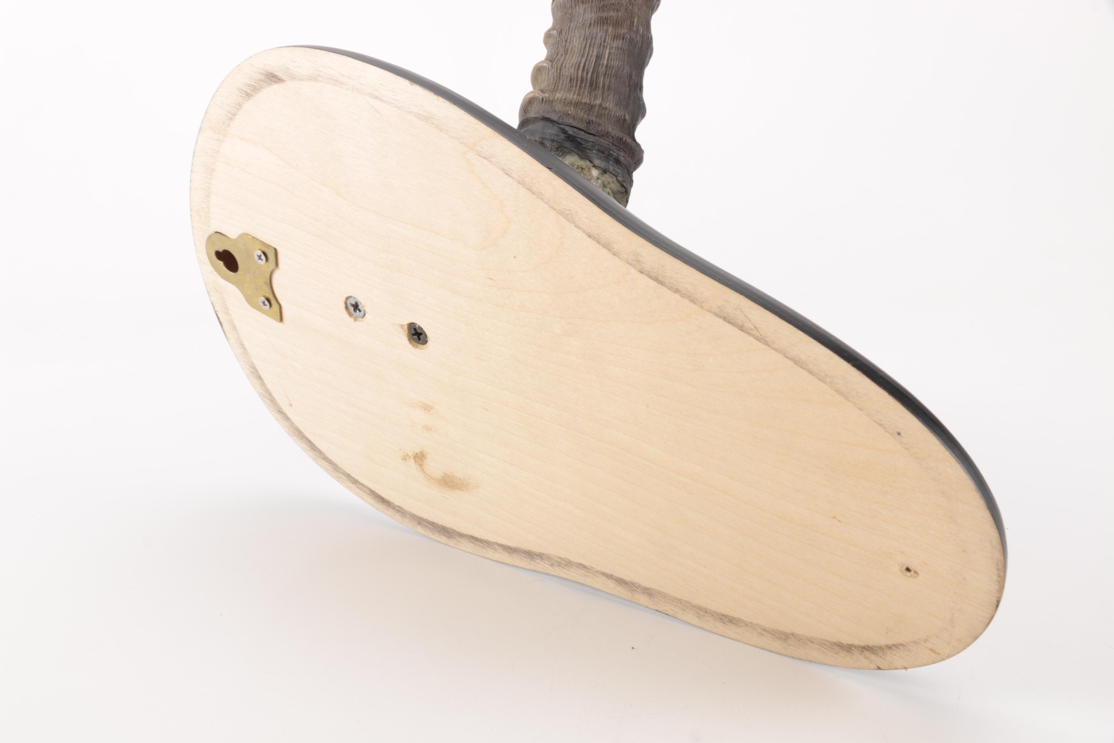 Gazelle Horn's and Partial Skull