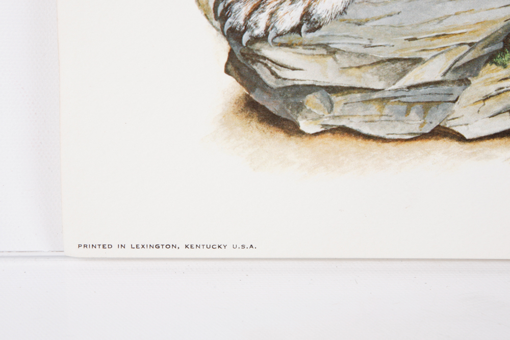 Collection of "Kentucky Wildcat" and "Kentucky Basketball" Prints